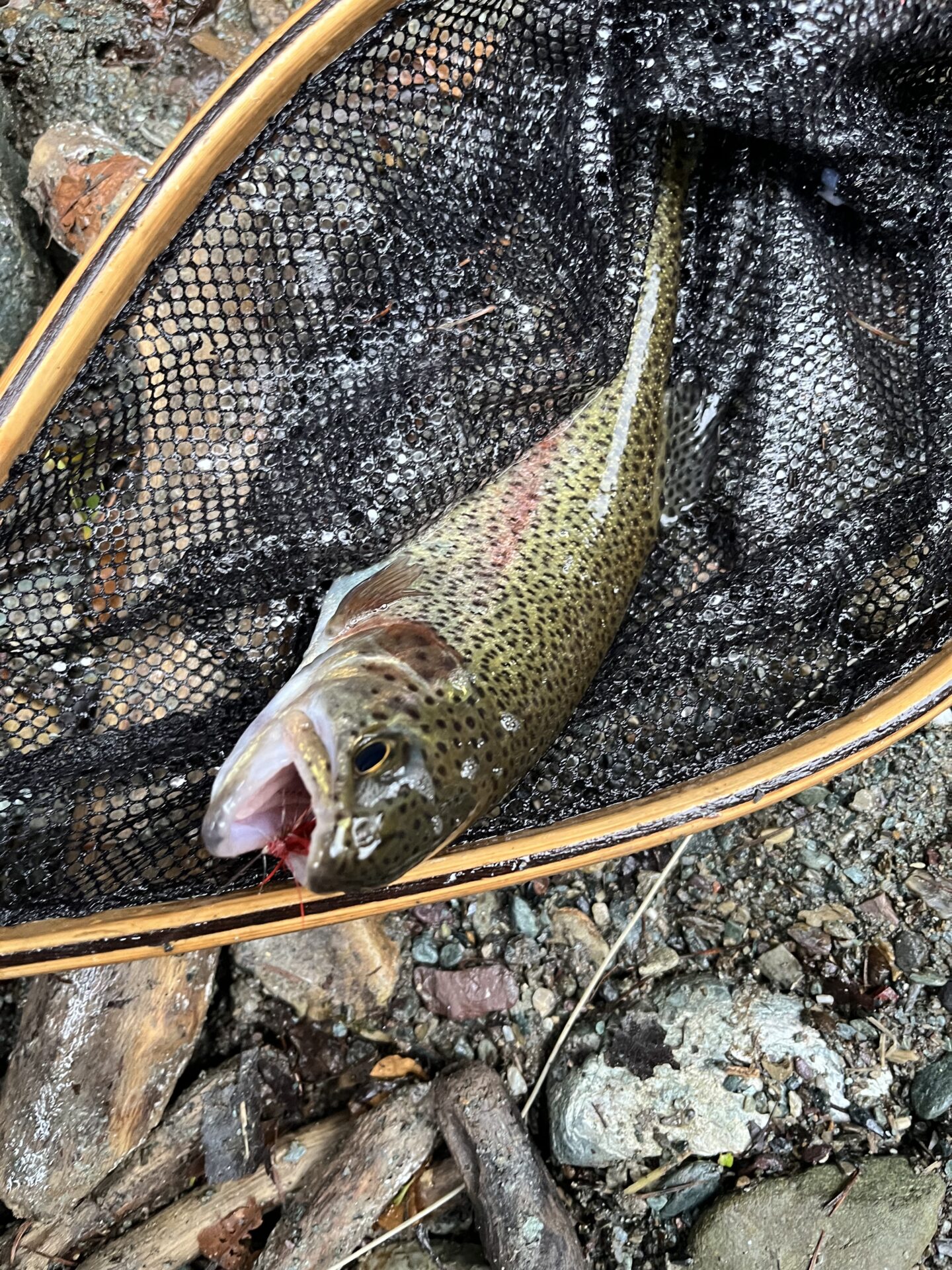 【山女魚の隠れ家。岩魚の隠れ家。】赤久縄2025.10.15（33）
ニジマス
16:17
