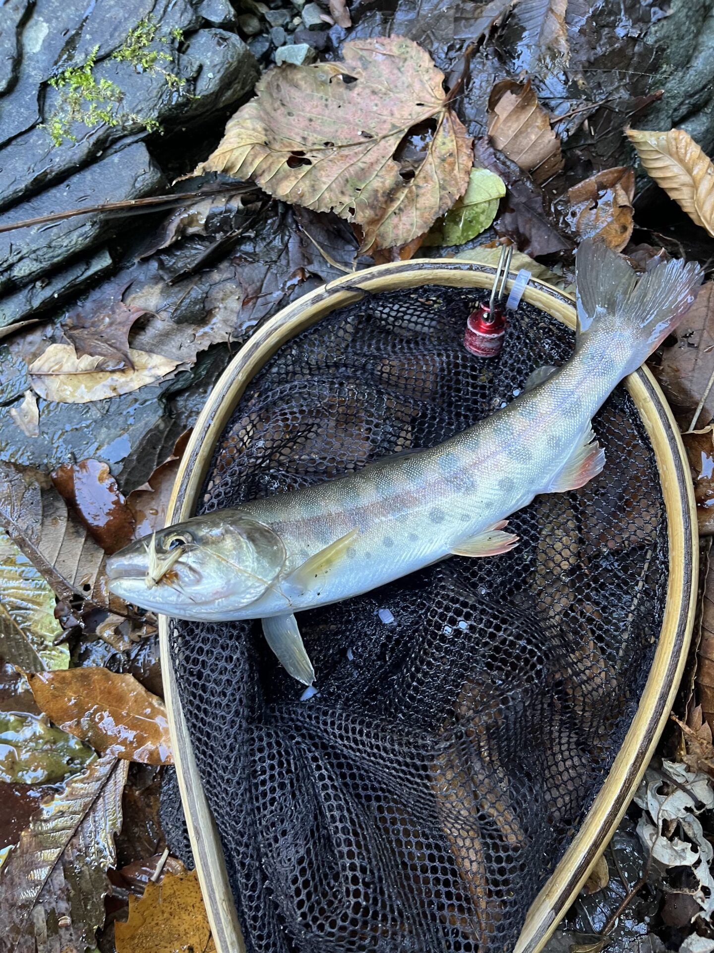 山女魚
赤久縄
2025.10.29
9:47