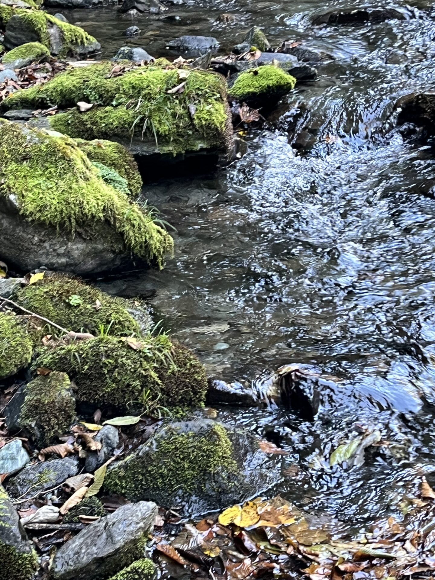 ポイント
山女魚
赤久縄
2025.10.29
9:47