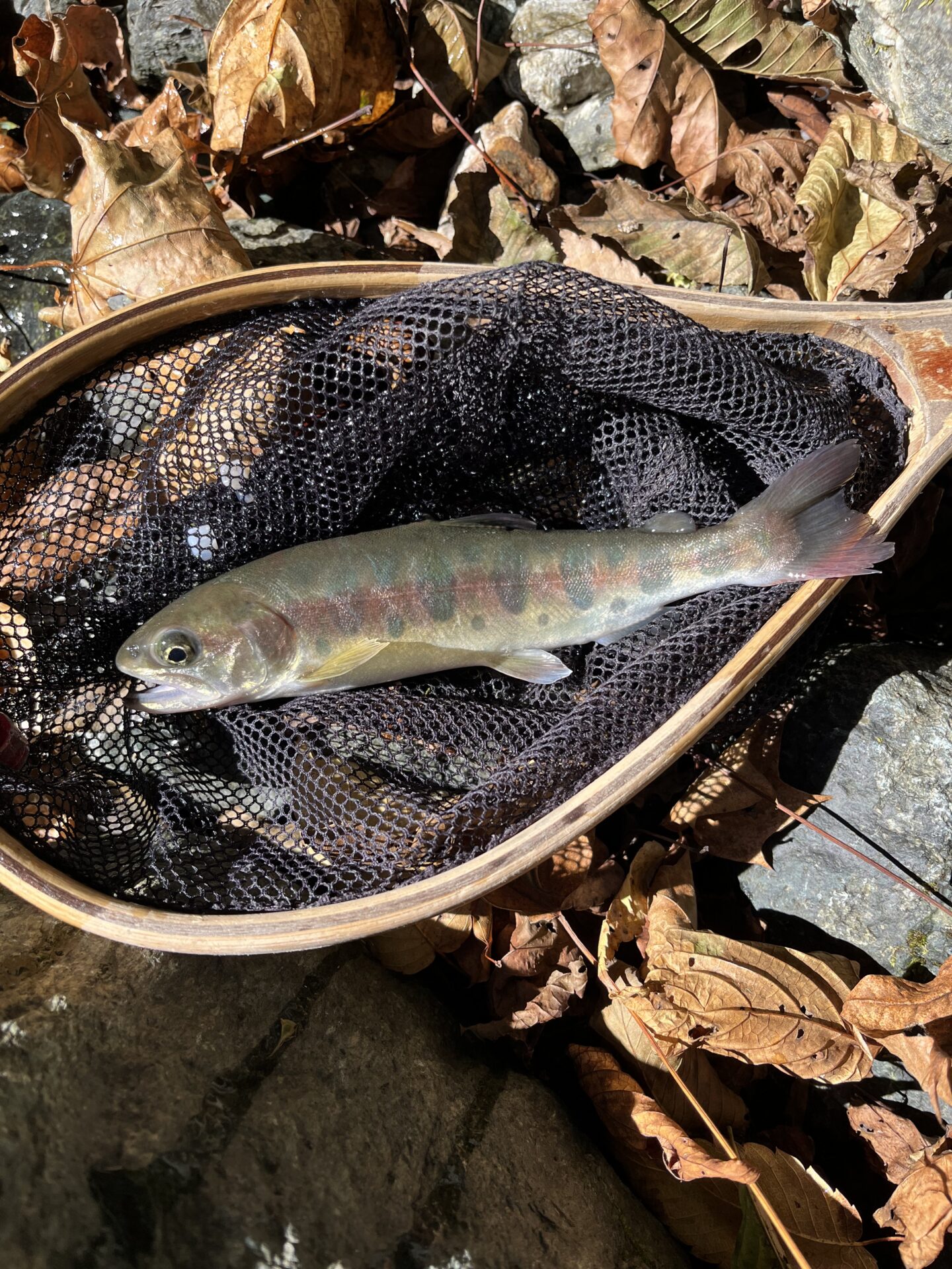 山女魚
赤久縄
2025.10.29
10:19