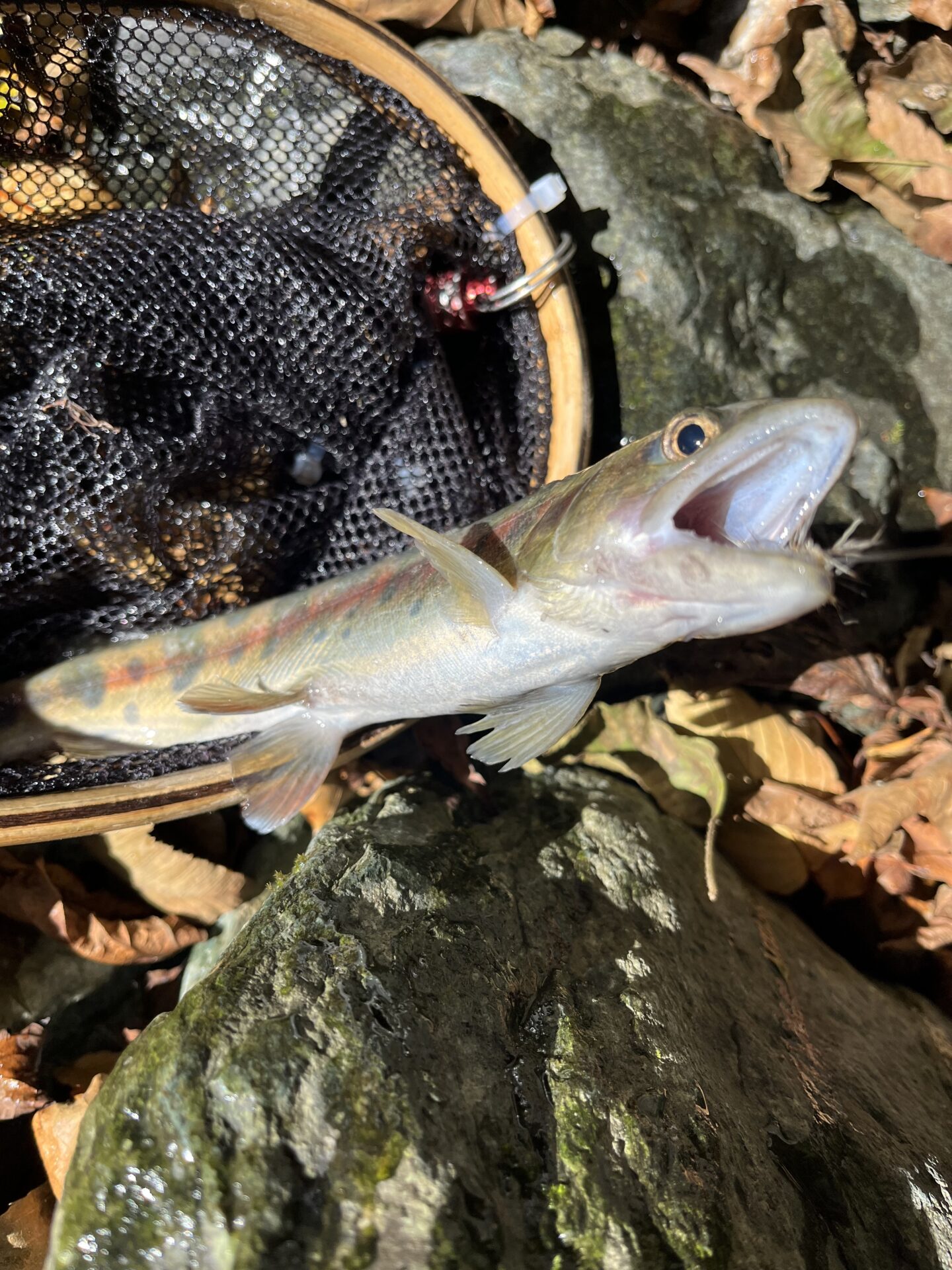 山女魚
赤久縄
2025.10.29
10:23