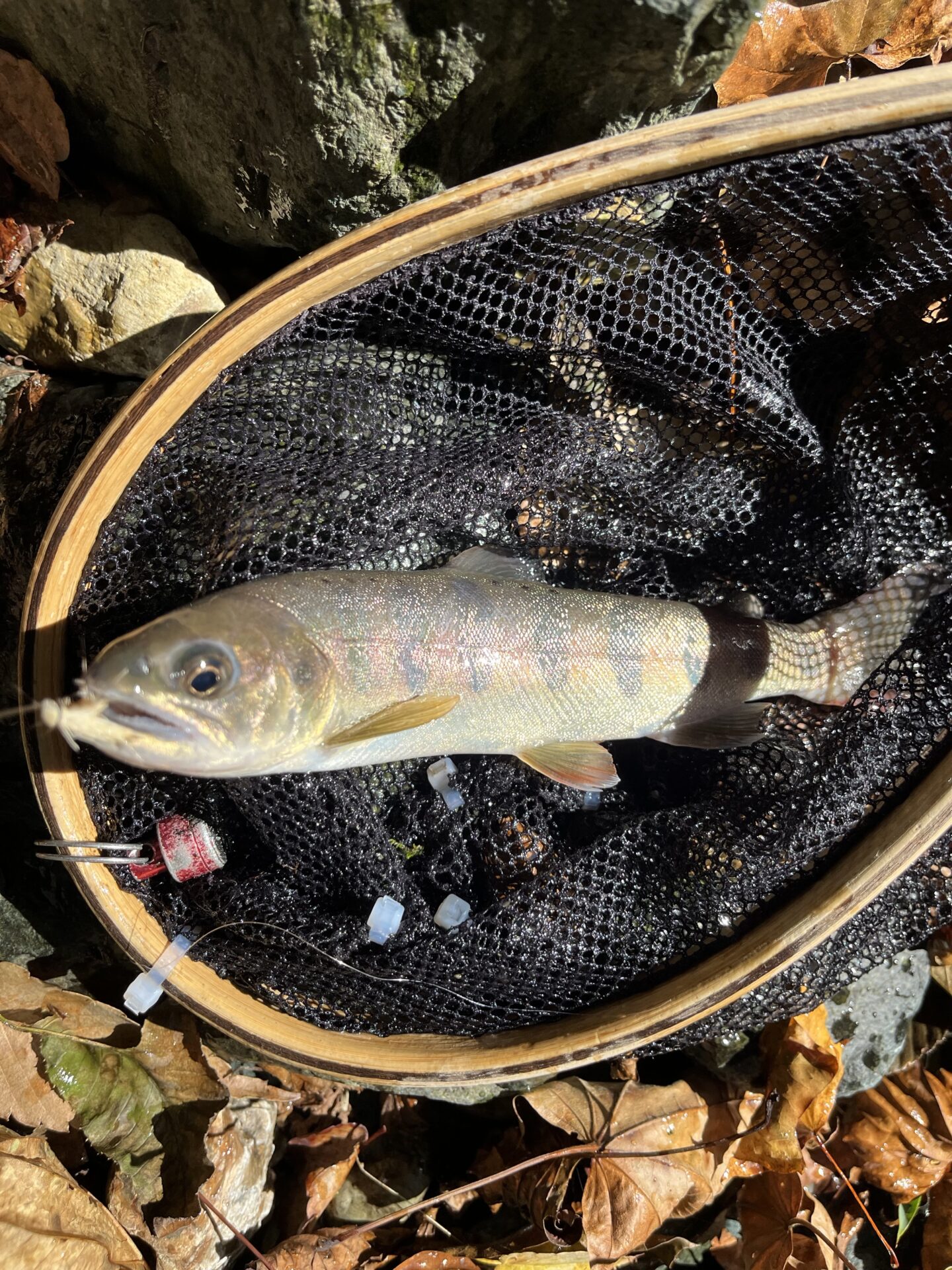 山女魚
赤久縄
2025.10.29
10:29