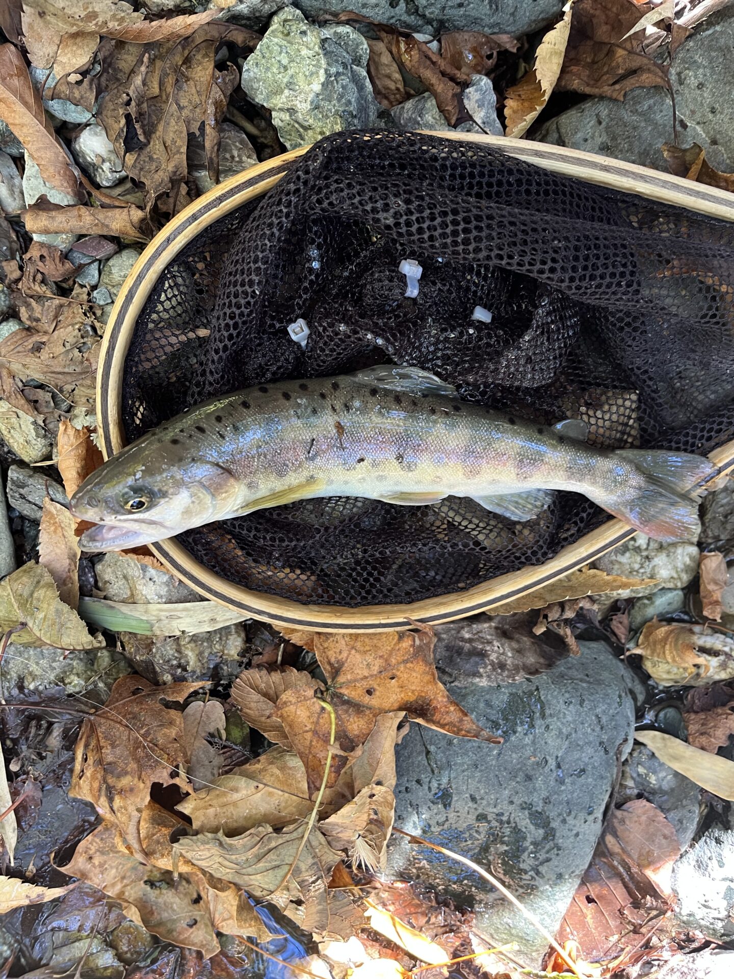 山女魚
赤久縄
2025.10.29
10:35