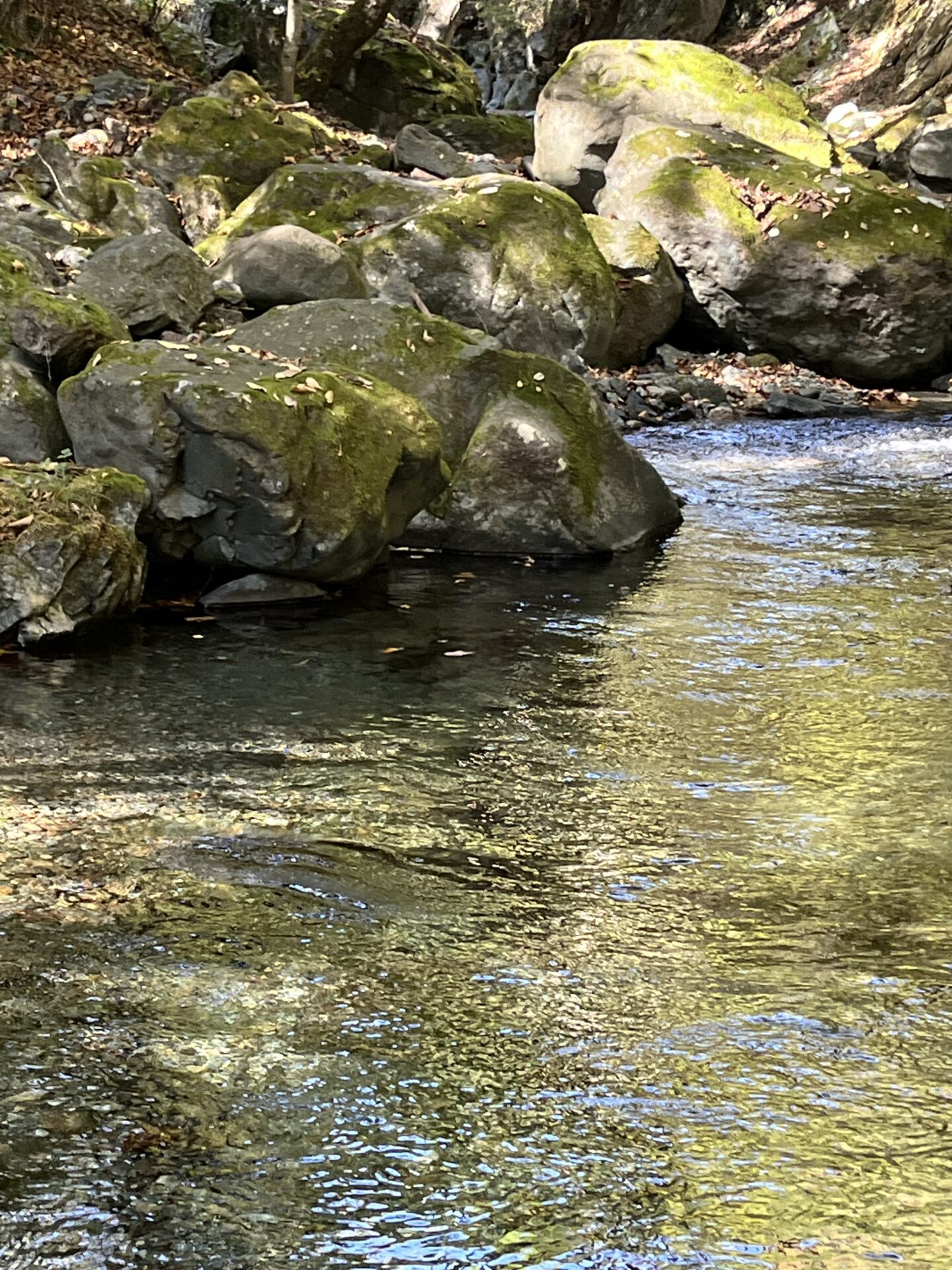 ポイント
山女魚
赤久縄
2025.10.29
10:35