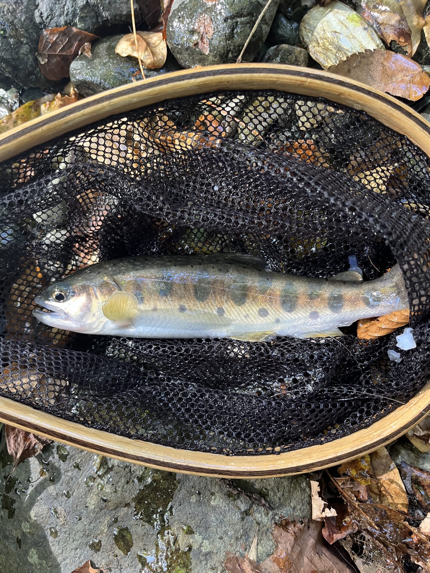 山女魚
赤久縄
2025.10.29
10:43