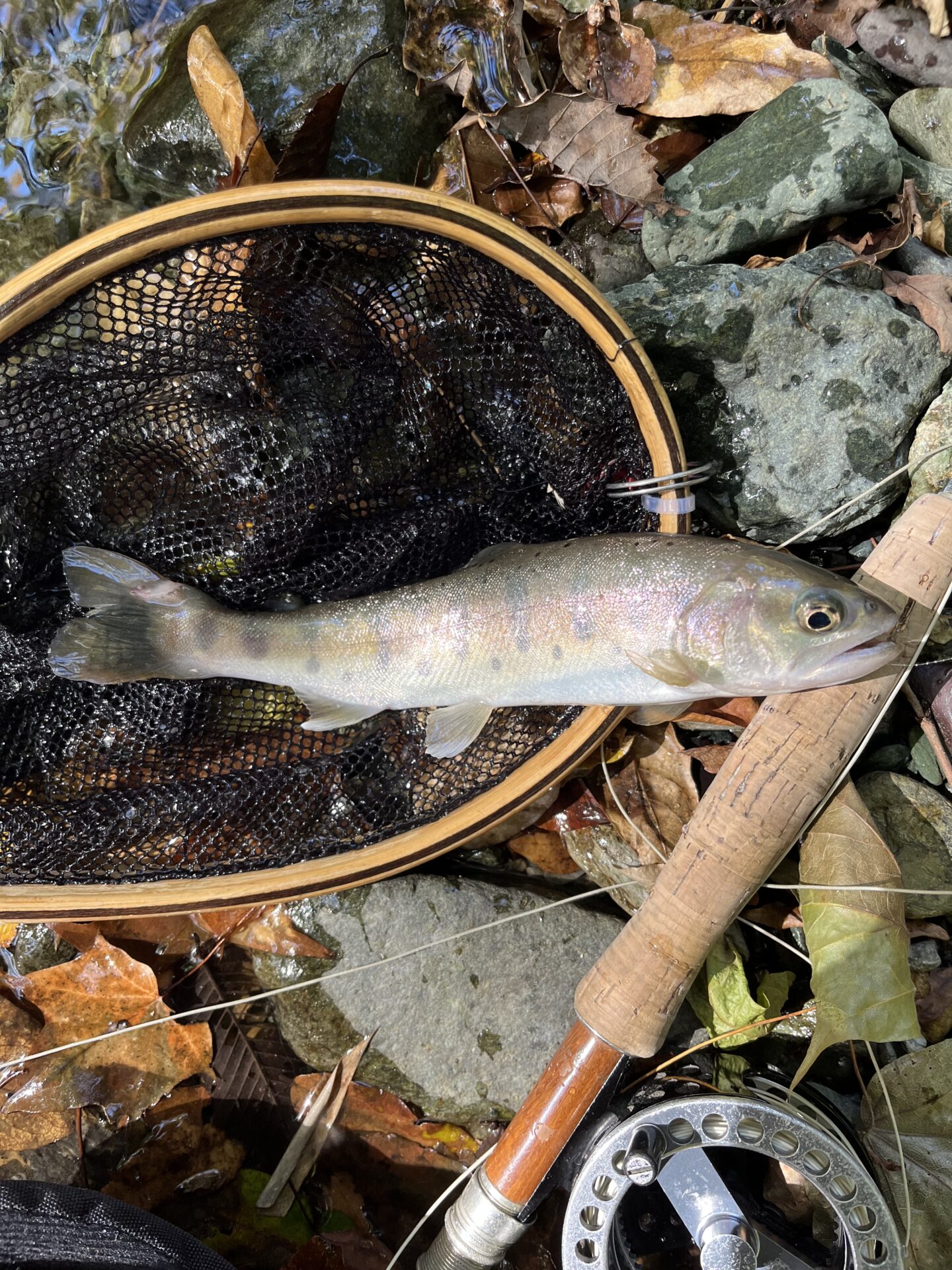 山女魚
赤久縄
2025.10.29
10:54