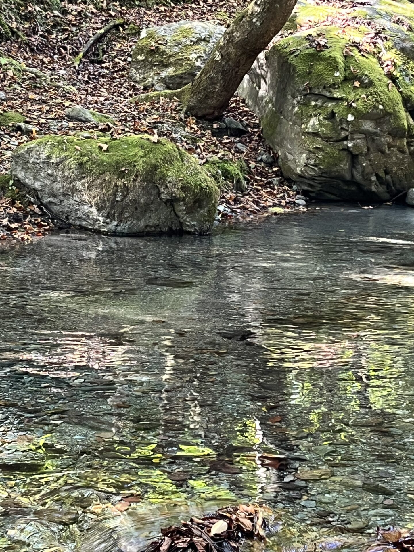 ポイント
山女魚
赤久縄
2025.10.29
10:54