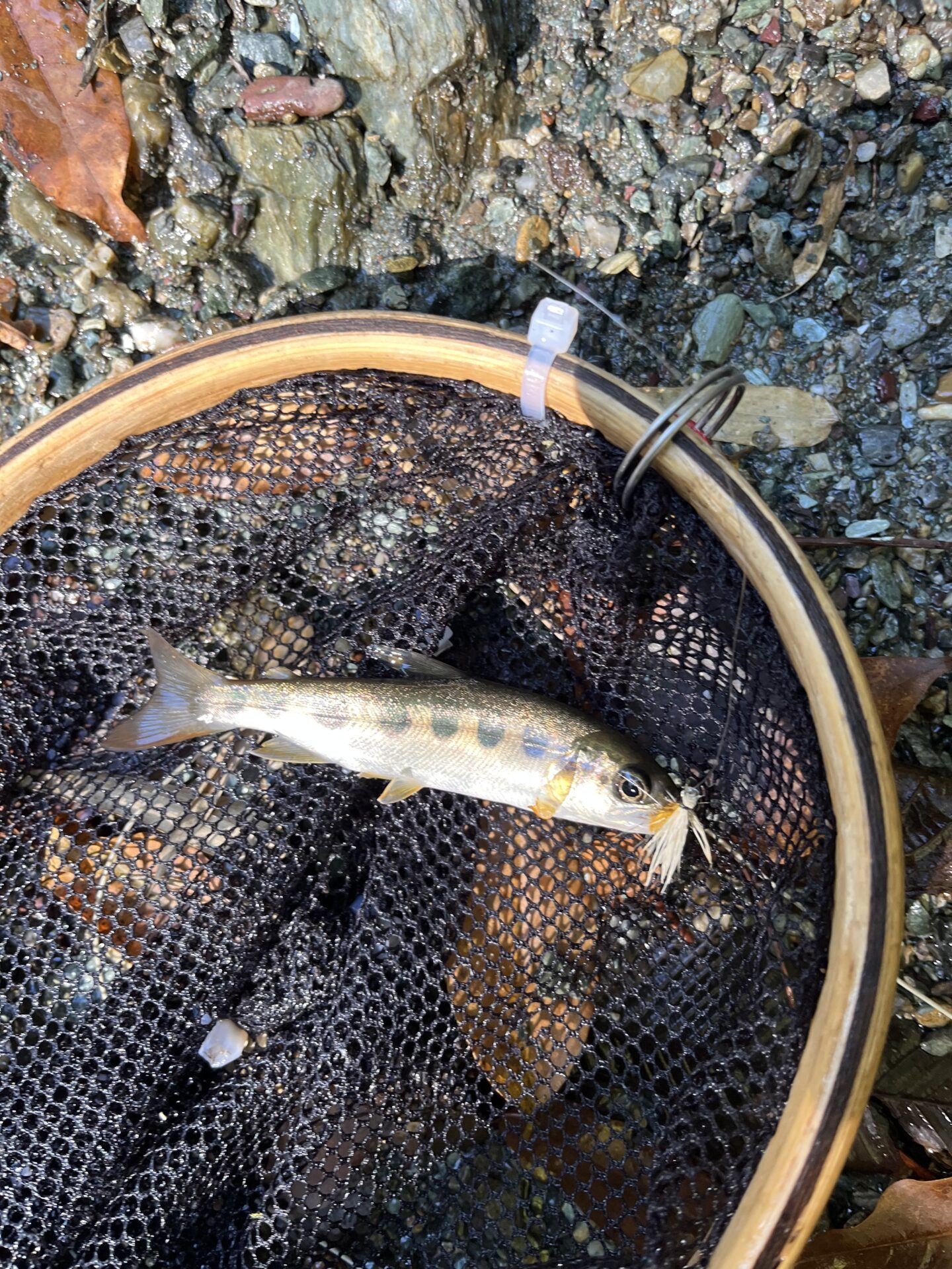 山女魚
赤久縄
2025.10.29
11:20