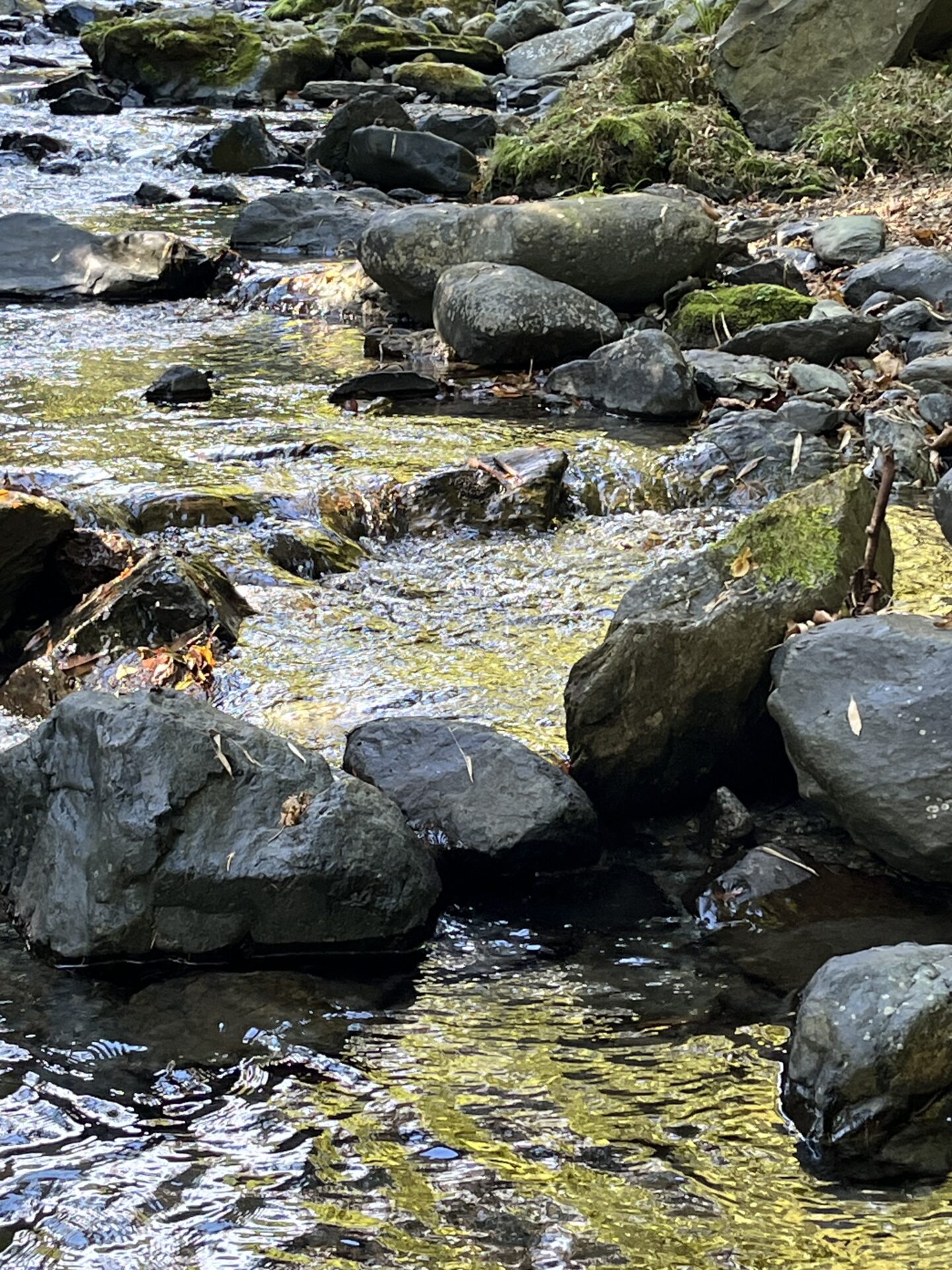 ポイント
山女魚
赤久縄
2025.10.29
11:20