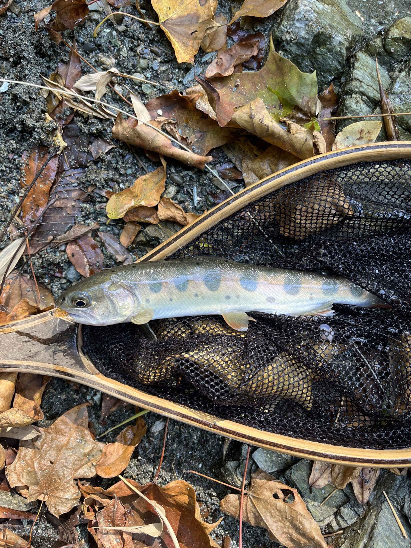 山女魚
赤久縄
2025.10.29
11:23