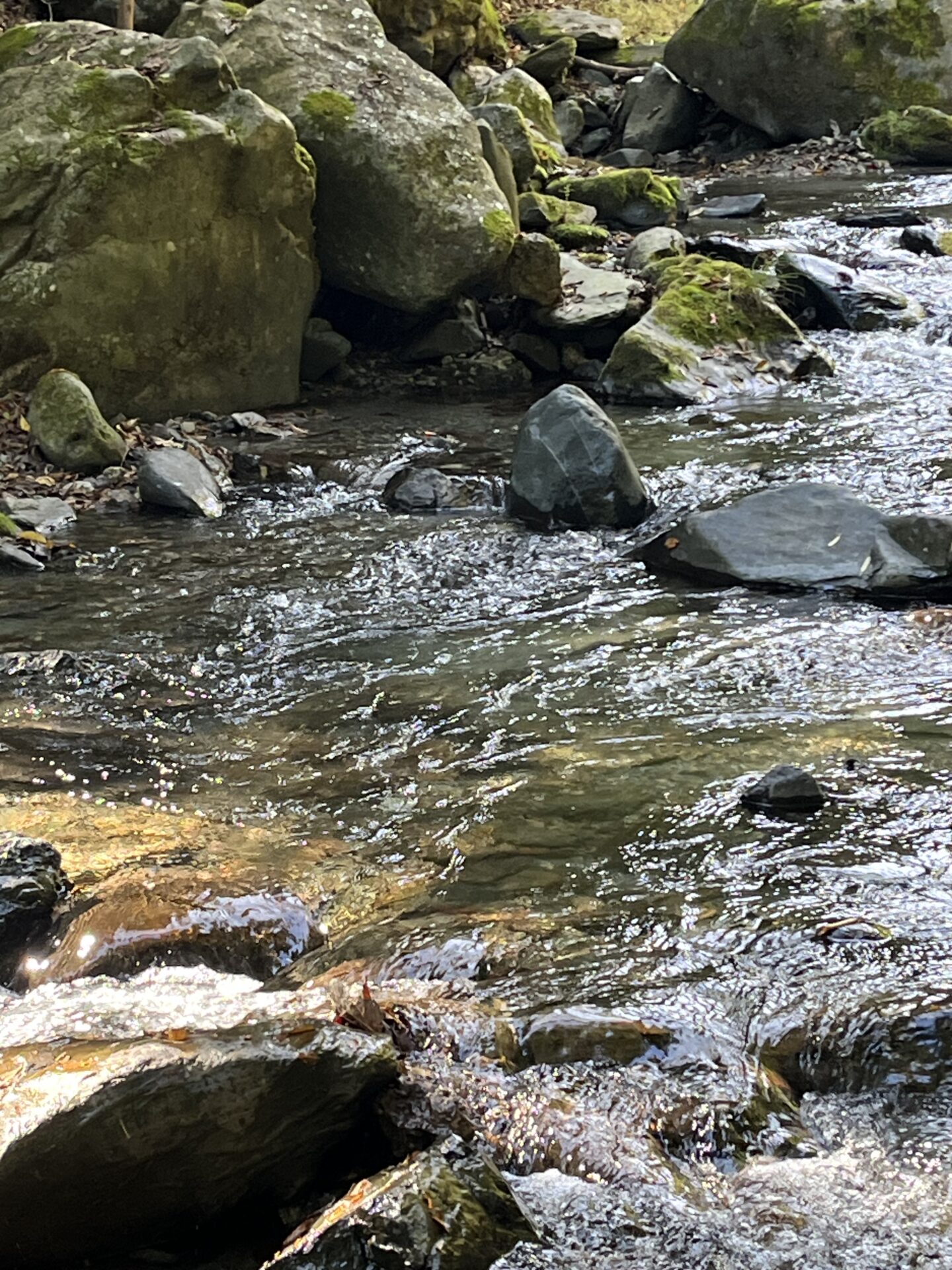 ポイント
山女魚
赤久縄
2025.10.29
11:23