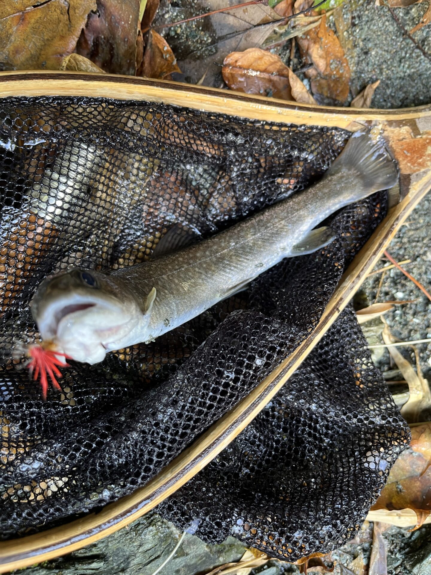 岩魚
赤久縄
2025.10.29
11:25