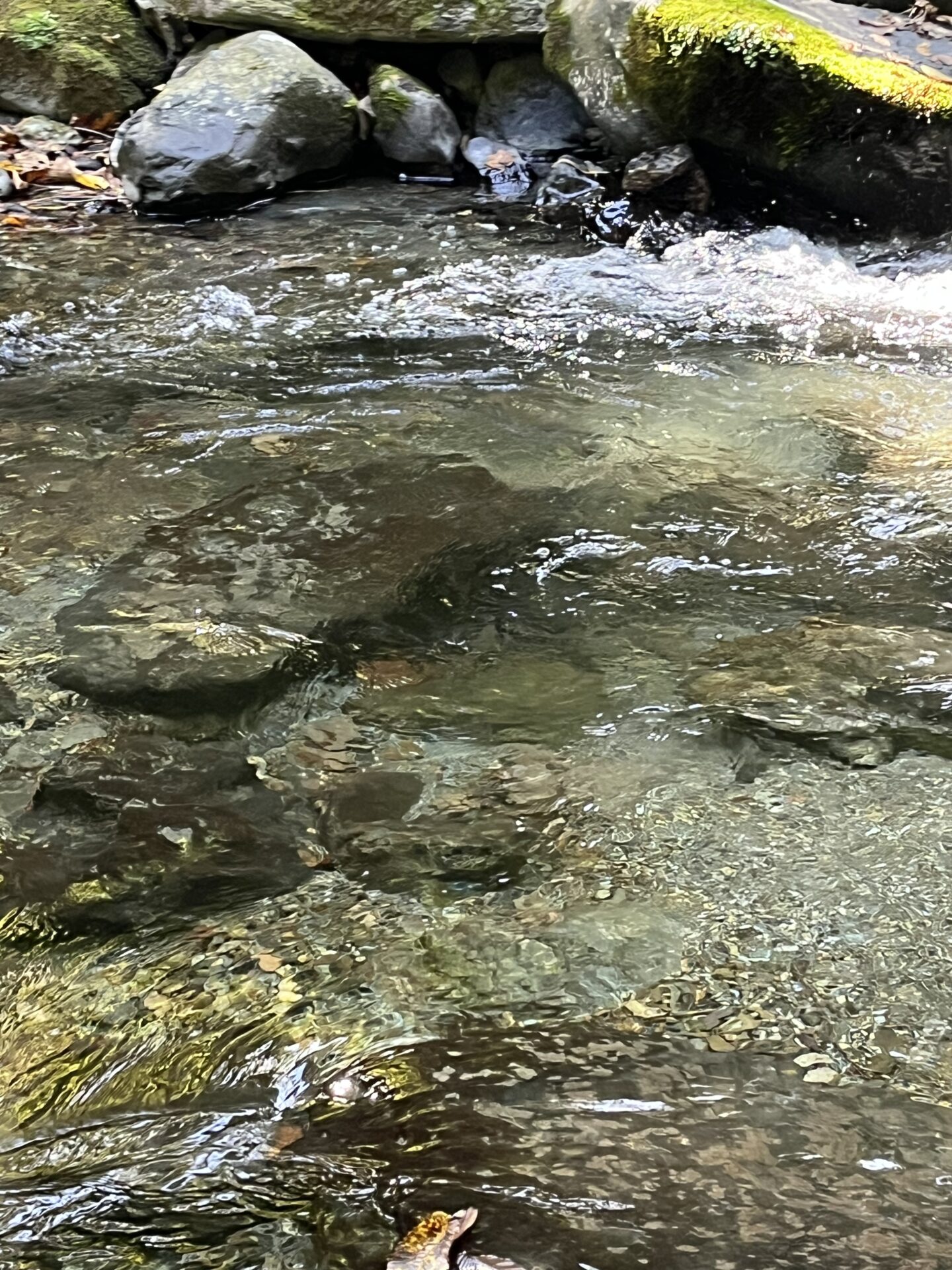 ポイント
岩魚
赤久縄
2025.10.29
11:25