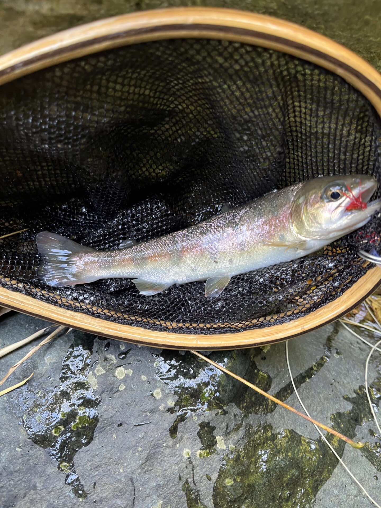 山女魚
赤久縄
2025.10.29
11:30