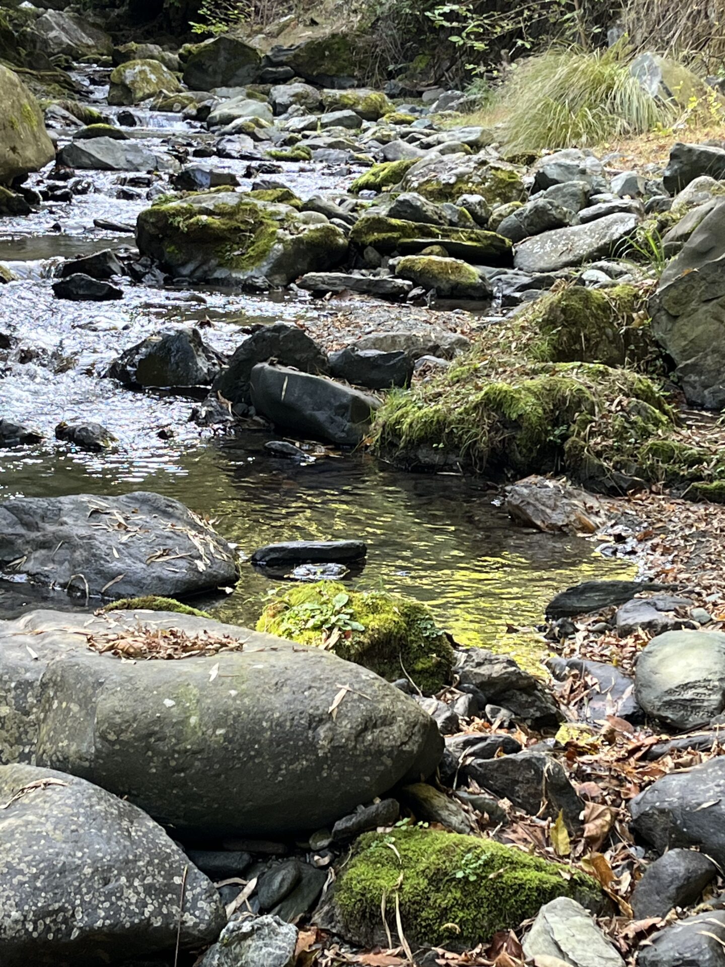 ポイント
山女魚
赤久縄
2025.10.29
11:30