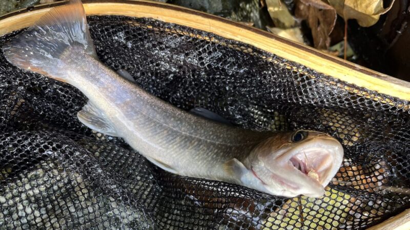 釣果36匹(山女魚24岩魚12)赤久縄2025.10.29