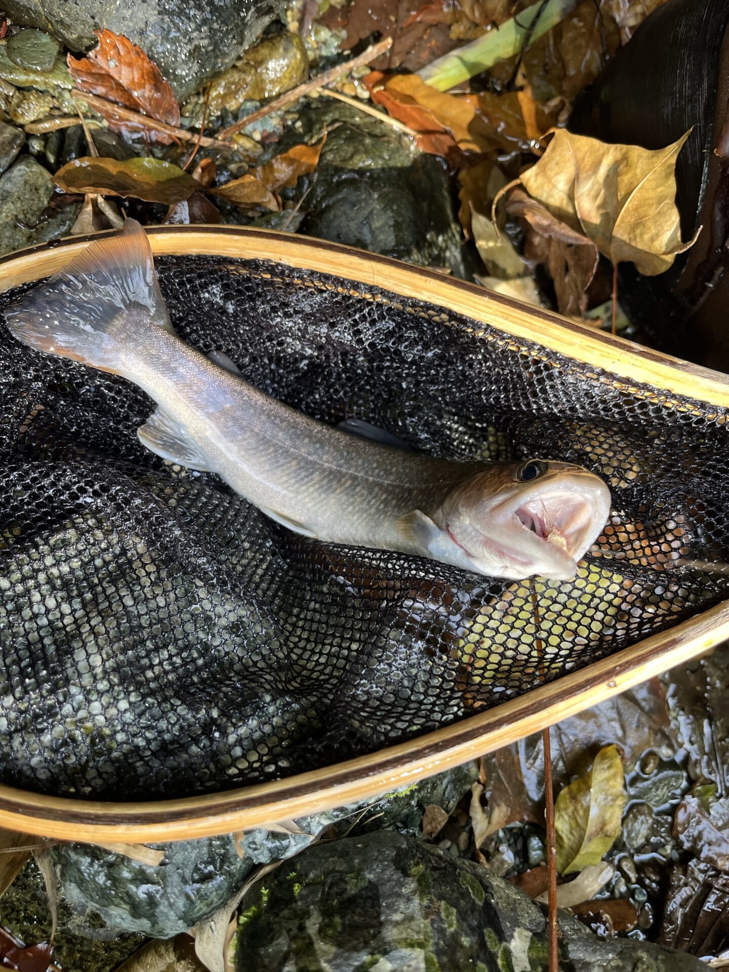 岩魚
赤久縄
2025.10.29
11:36
