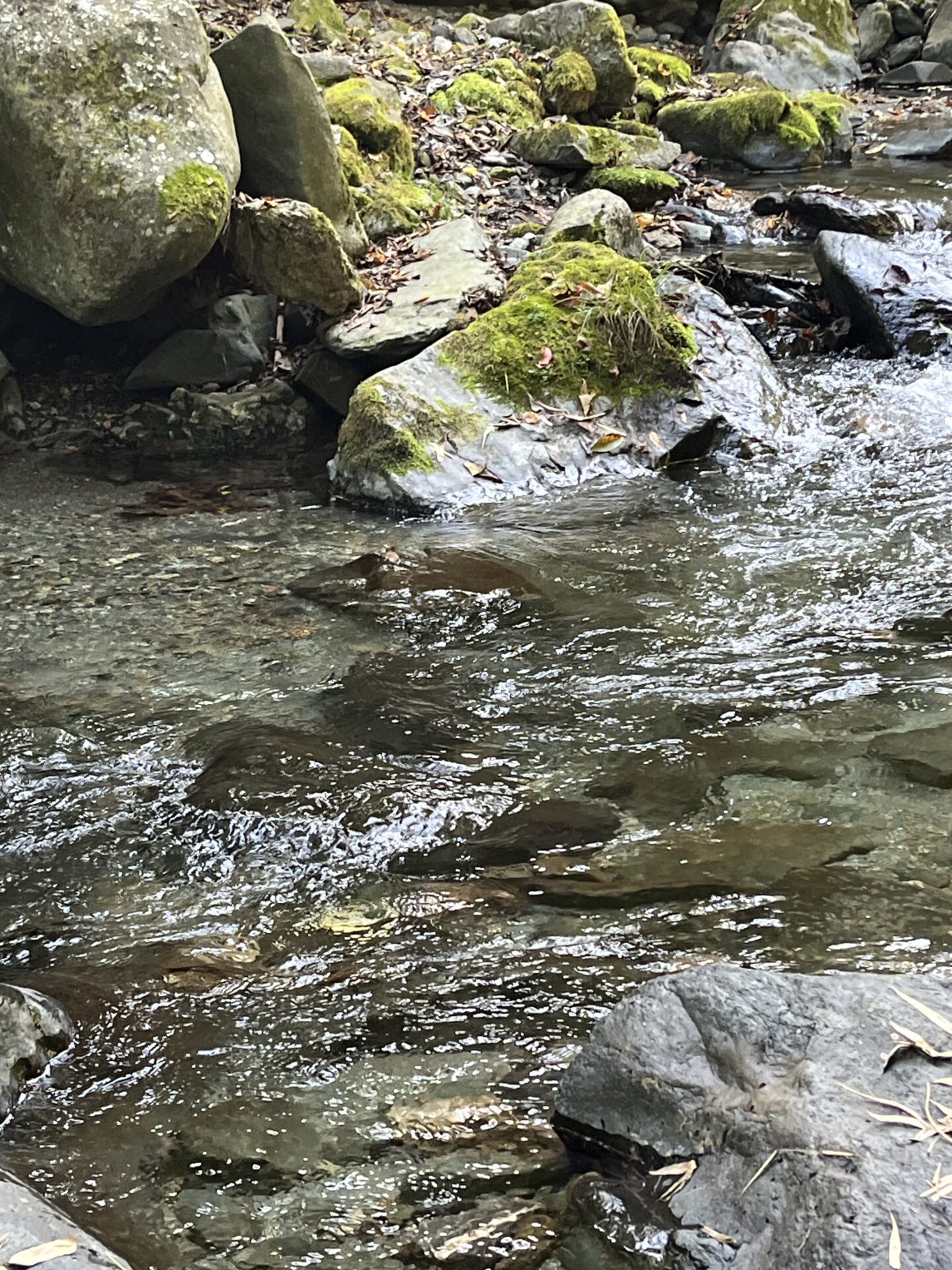 ポイント
岩魚
赤久縄
2025.10.29
11:36