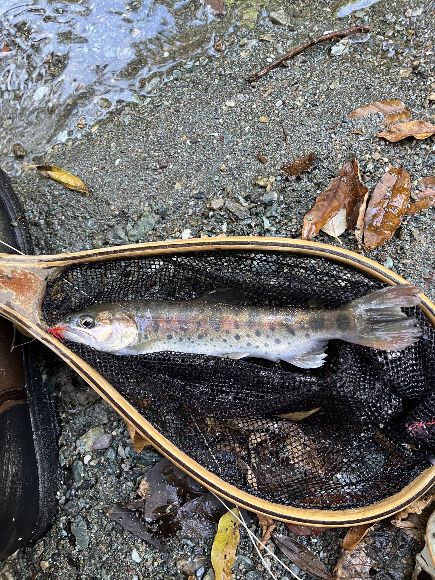 山女魚
赤久縄
2025.10.29
11:52
