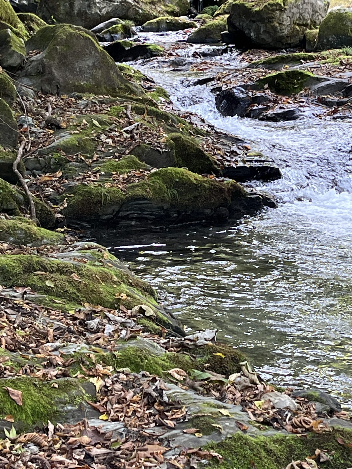 「岩魚が出る！」と予想して、山女魚が釣れたポイント
②
