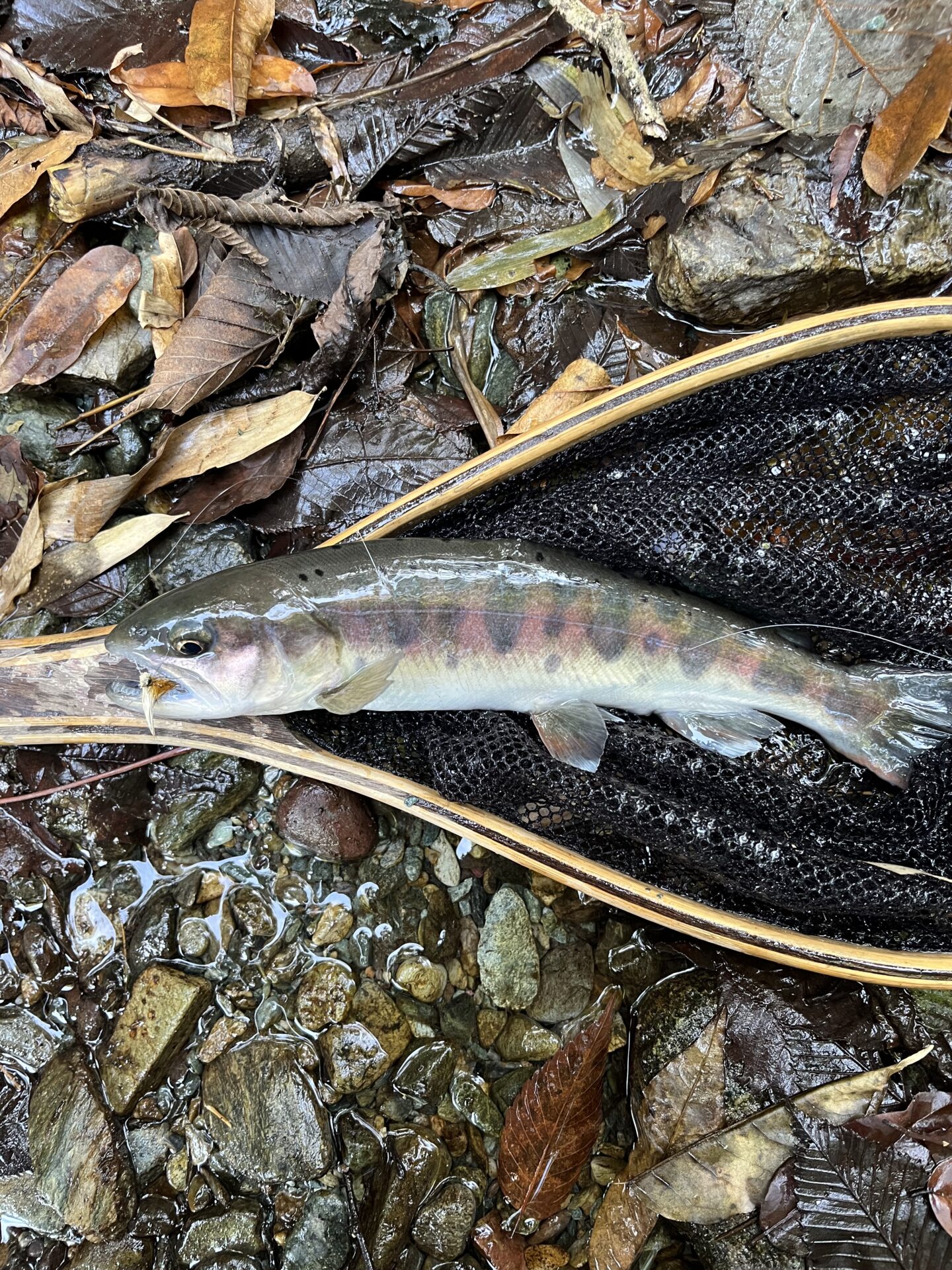 山女魚
赤久縄
2025.10.29
12:00