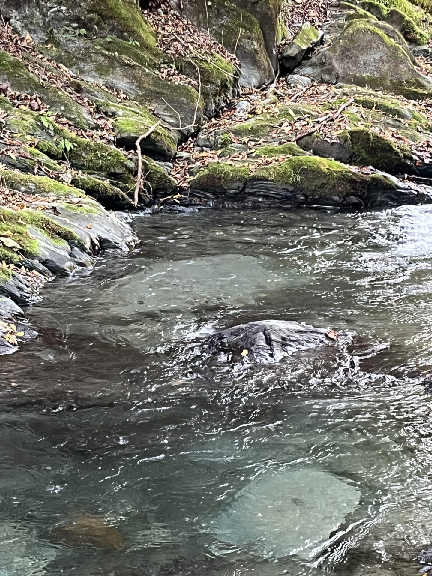 ポイント
山女魚
赤久縄
2025.10.29
12:00