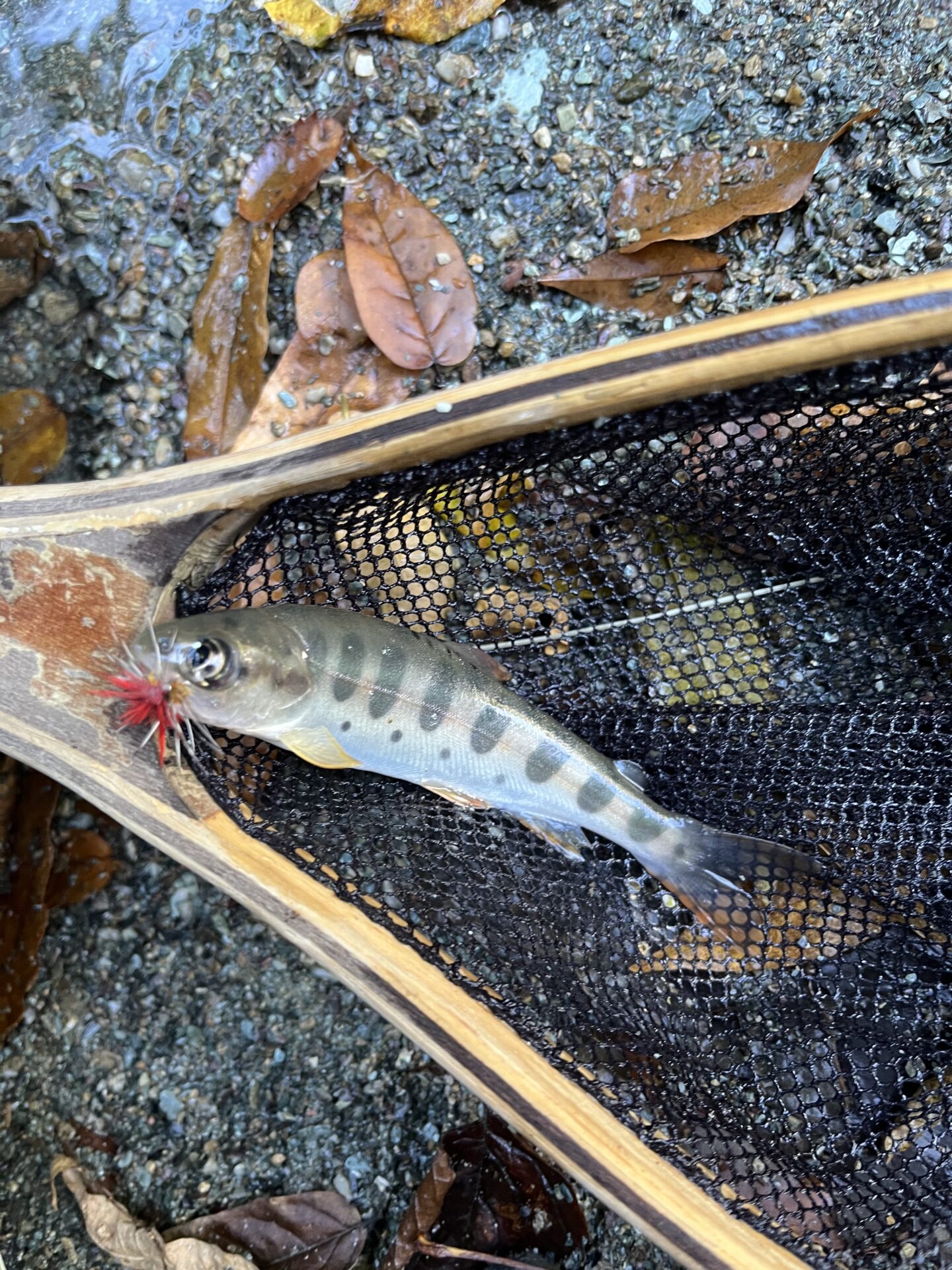 山女魚
赤久縄
2025.10.29
12:10