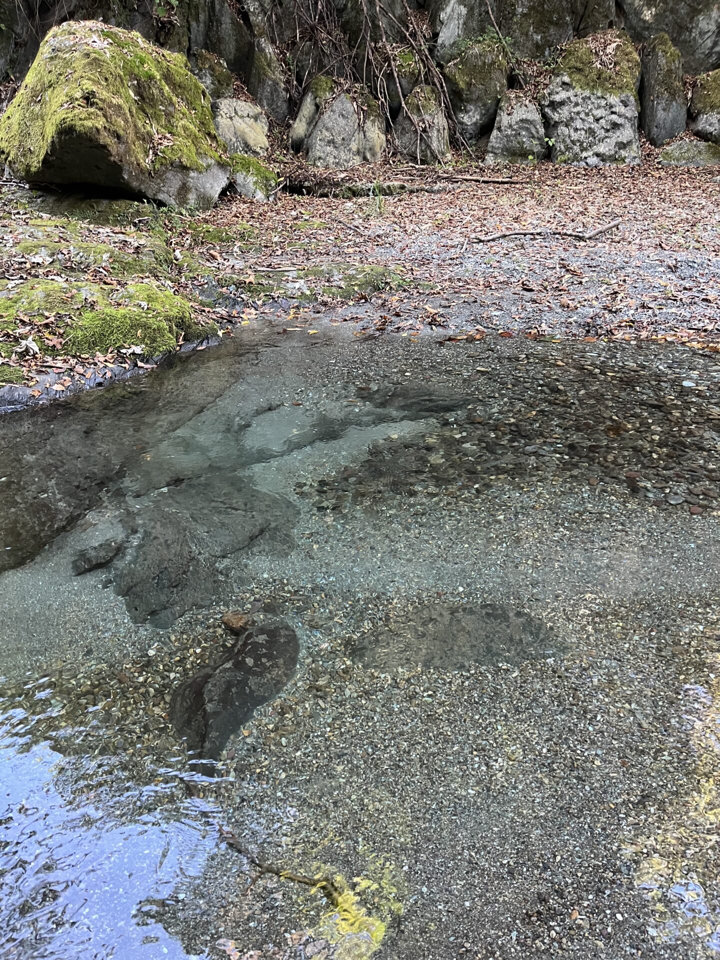 ポイント
山女魚
赤久縄
2025.10.29
12:10