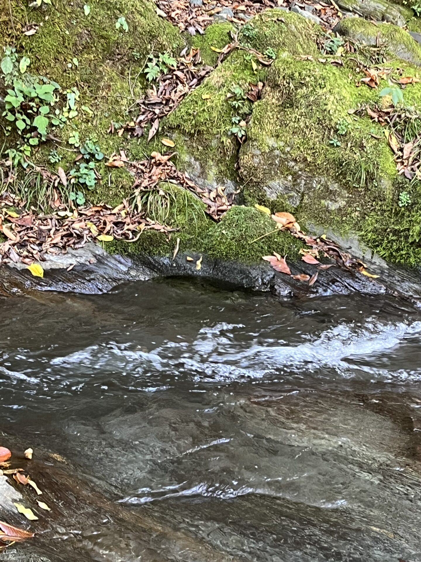 ポイント
山女魚
赤久縄
2025.10.29
12:28