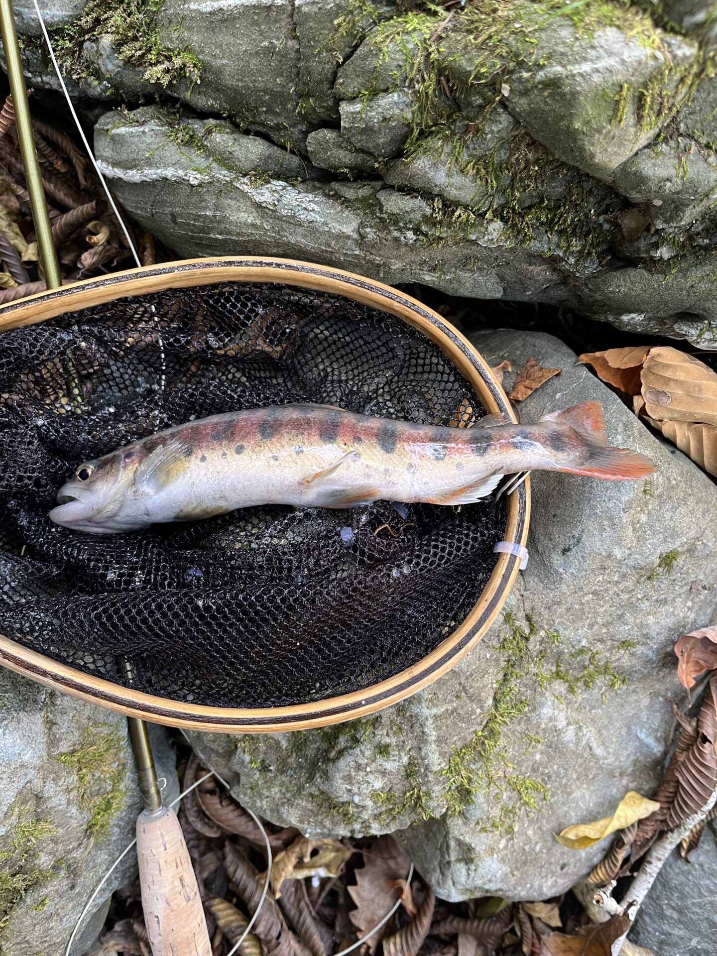 山女魚
赤久縄
2025.10.29
12:44