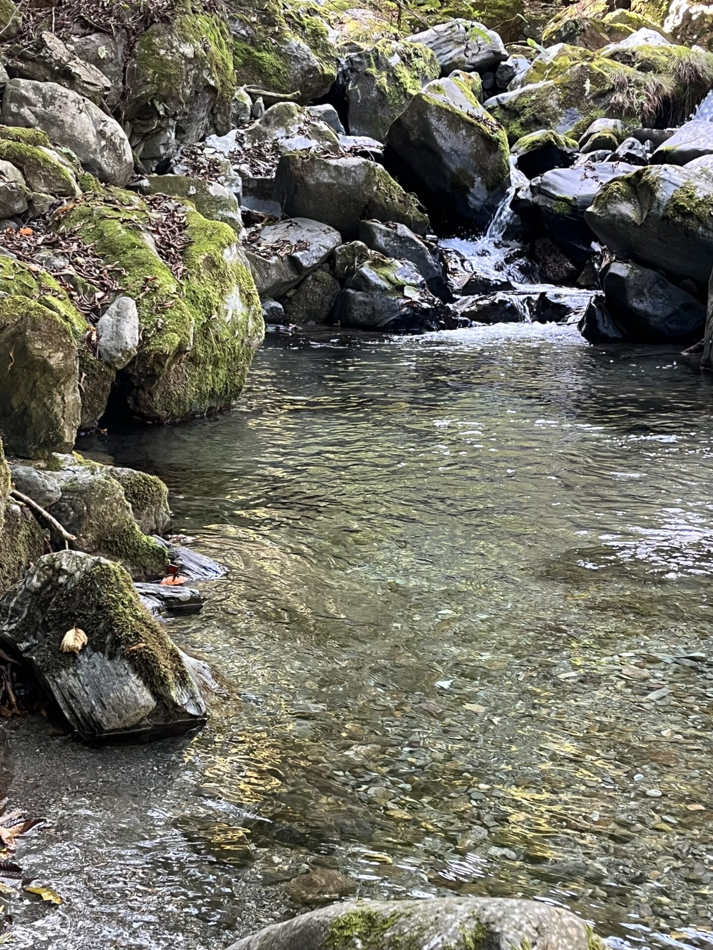 ポイント
山女魚
赤久縄
2025.10.29
12:44