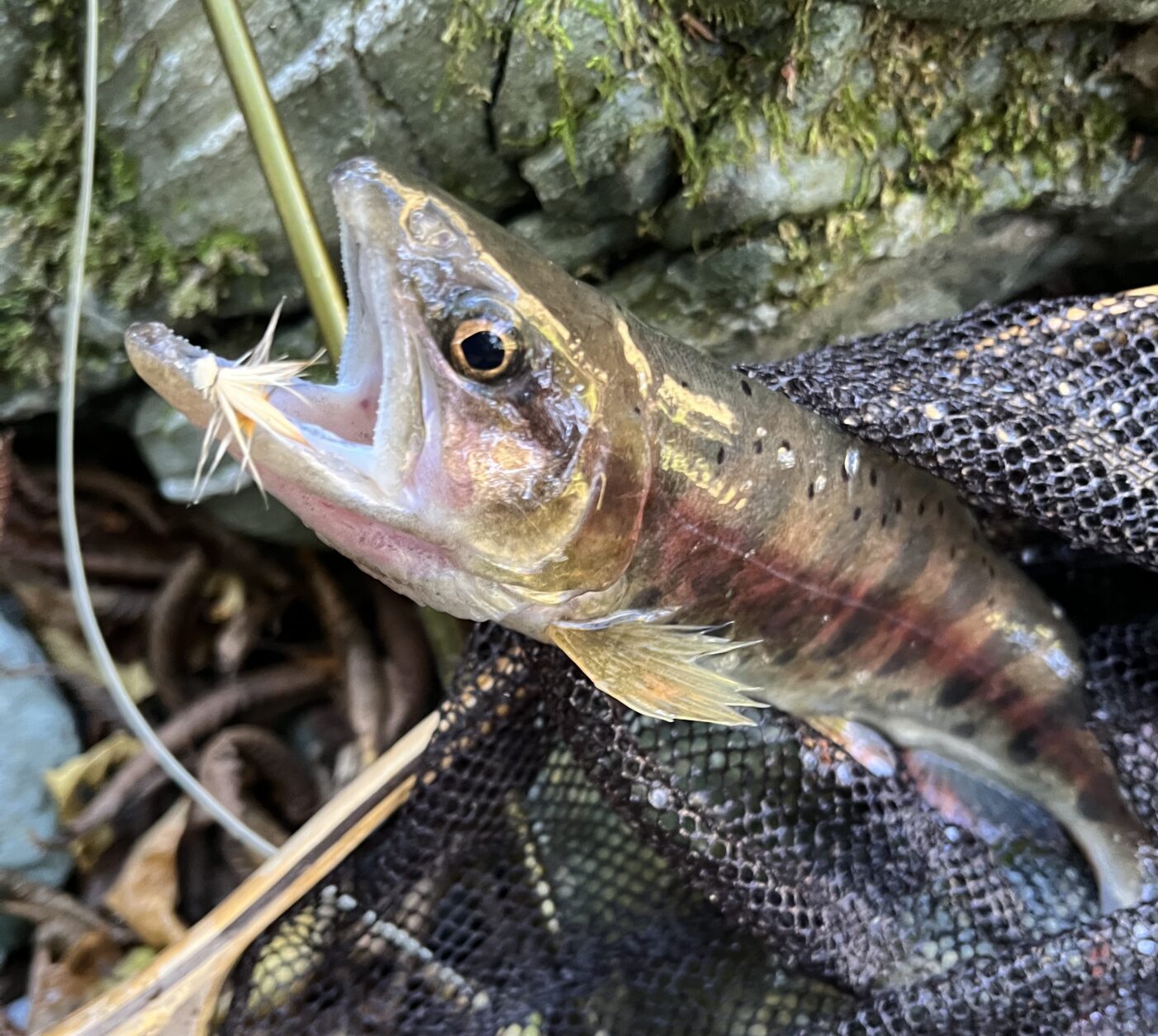 【釣果36匹山女魚24岩魚12】赤久縄2025.10.29