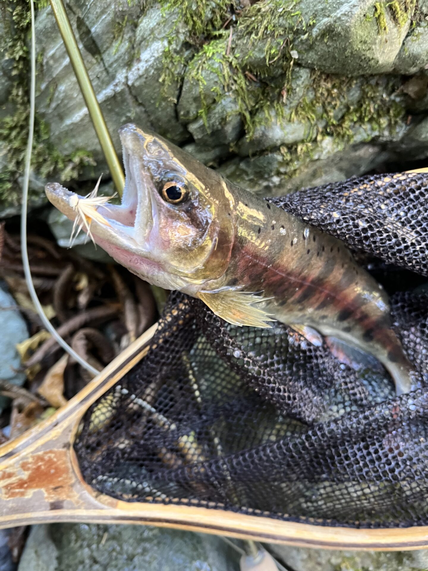 山女魚
赤久縄
2025.10.29
12:48