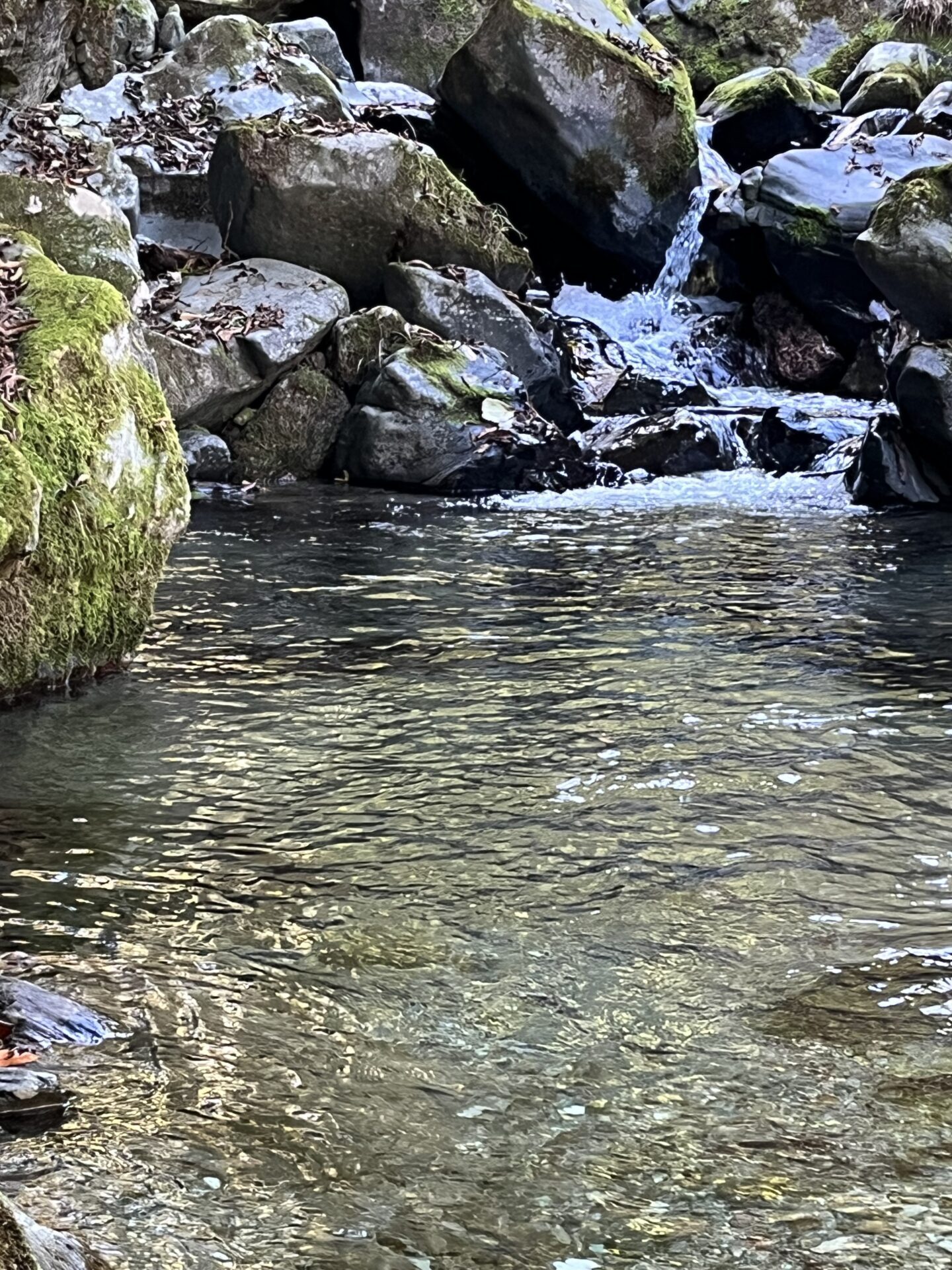 ポイント
山女魚
赤久縄
2025.10.29
12:48