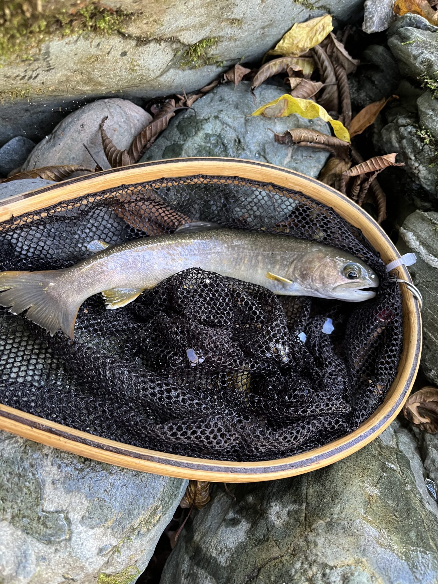 岩魚
赤久縄
2025.10.29
12:51
