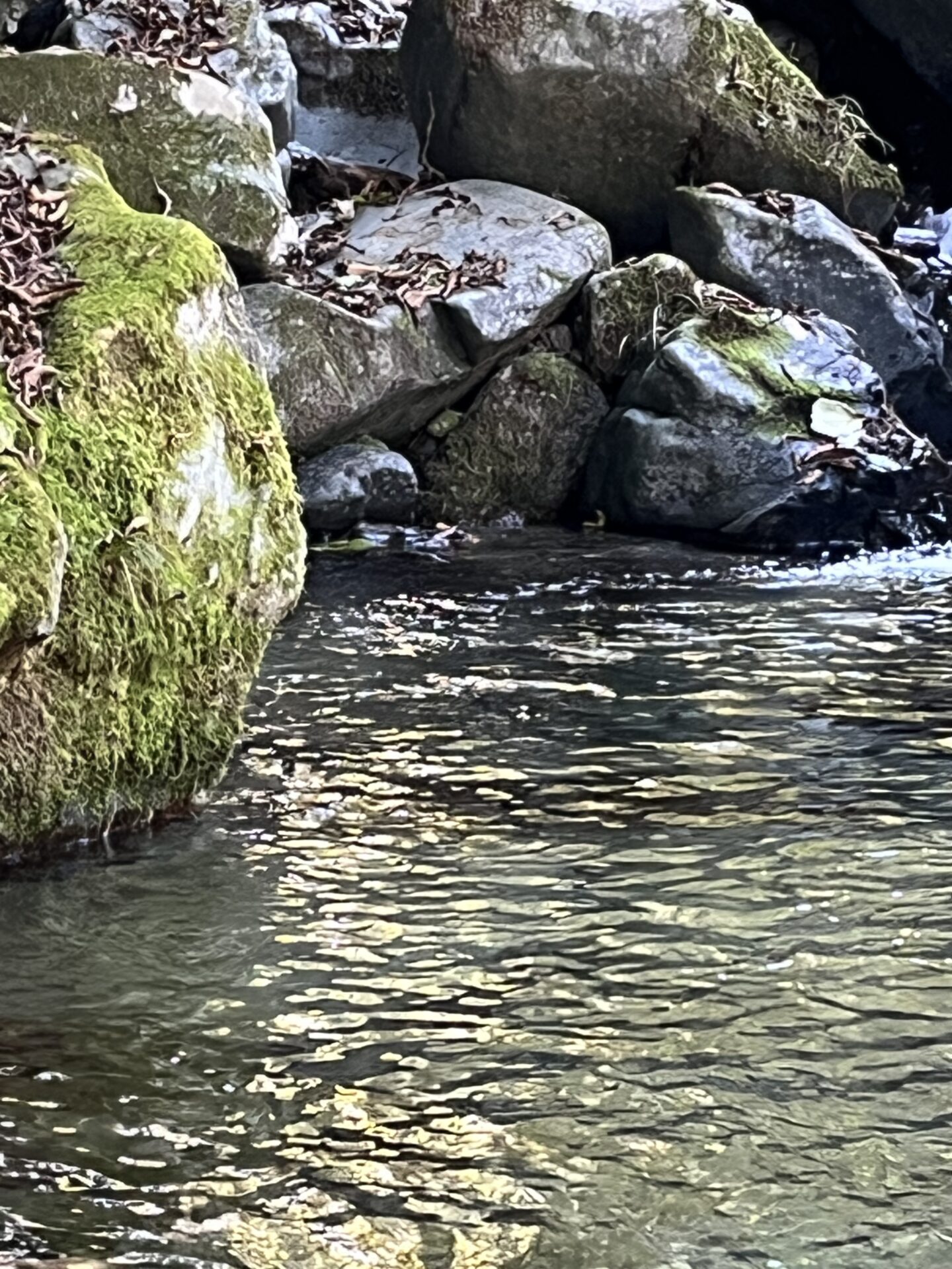 ポイント
岩魚
赤久縄
2025.10.29
12:51