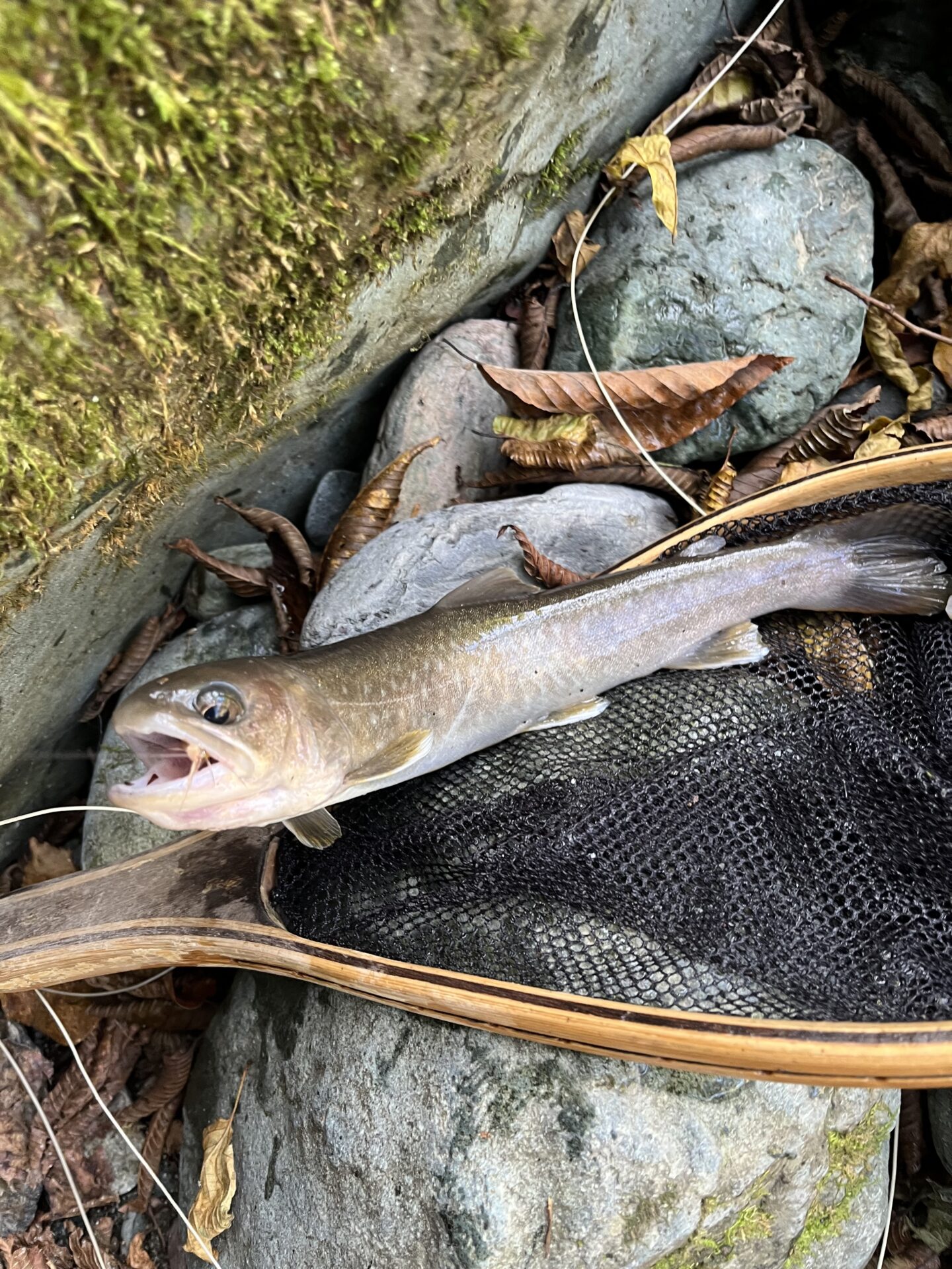 岩魚
赤久縄
2025.10.29
12:54