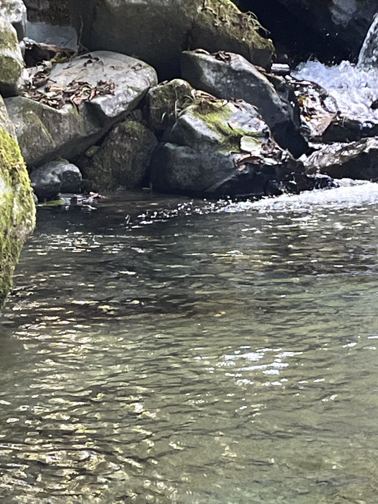 ポイント
岩魚
赤久縄
2025.10.29
12:54