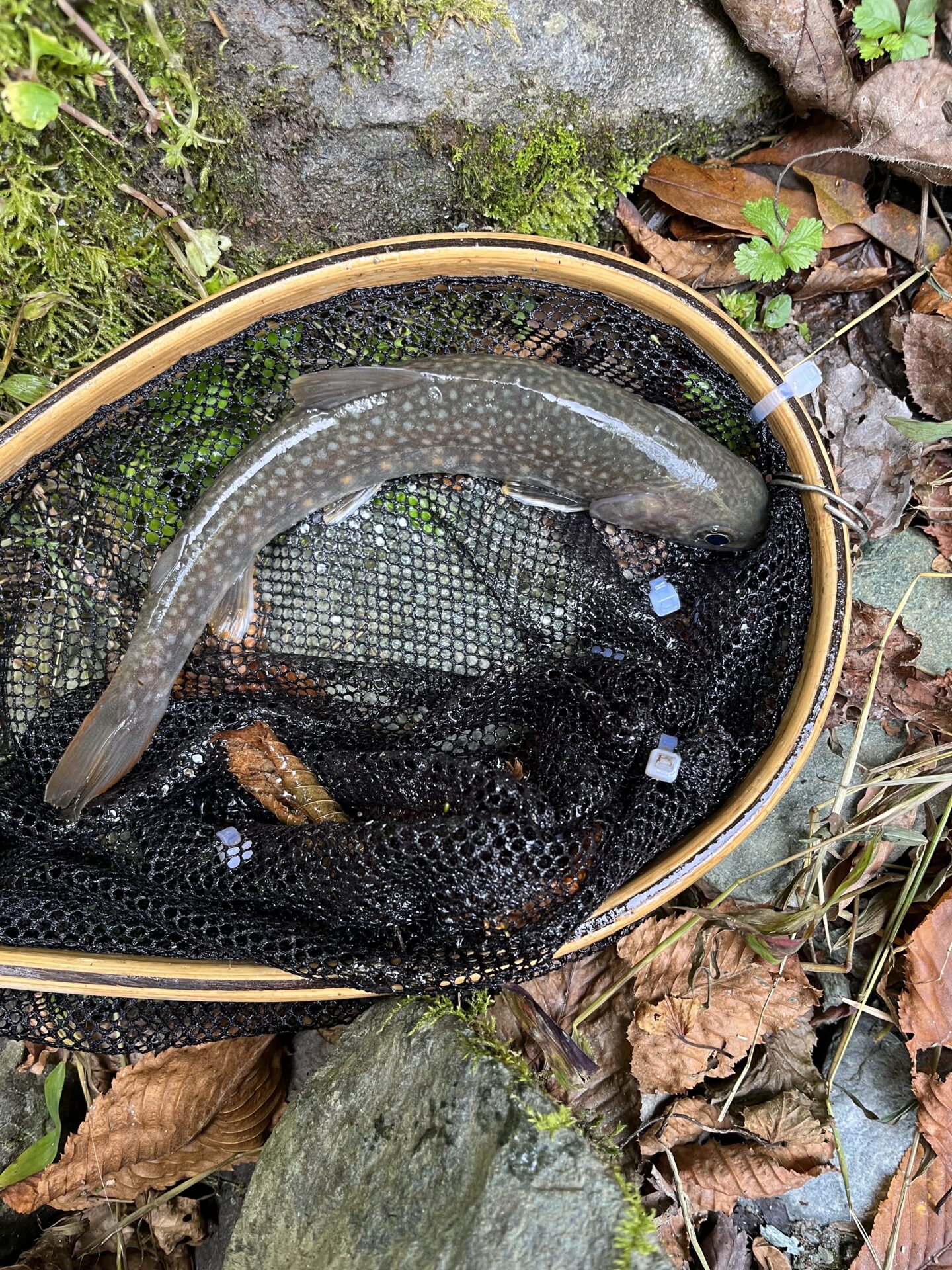 岩魚
赤久縄
2025.10.29
13:05