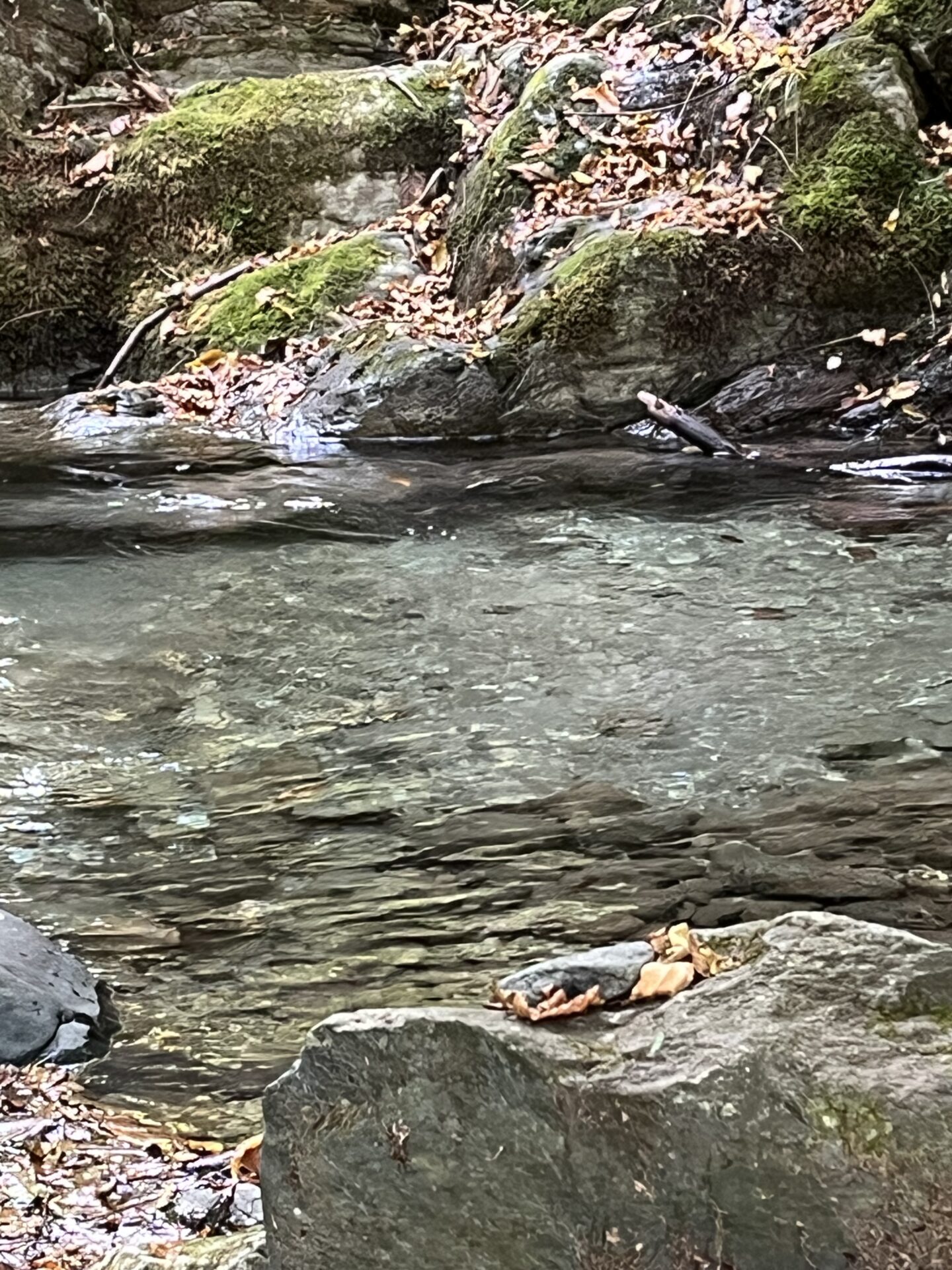 ポイント
岩魚
赤久縄
2025.10.29
13:05