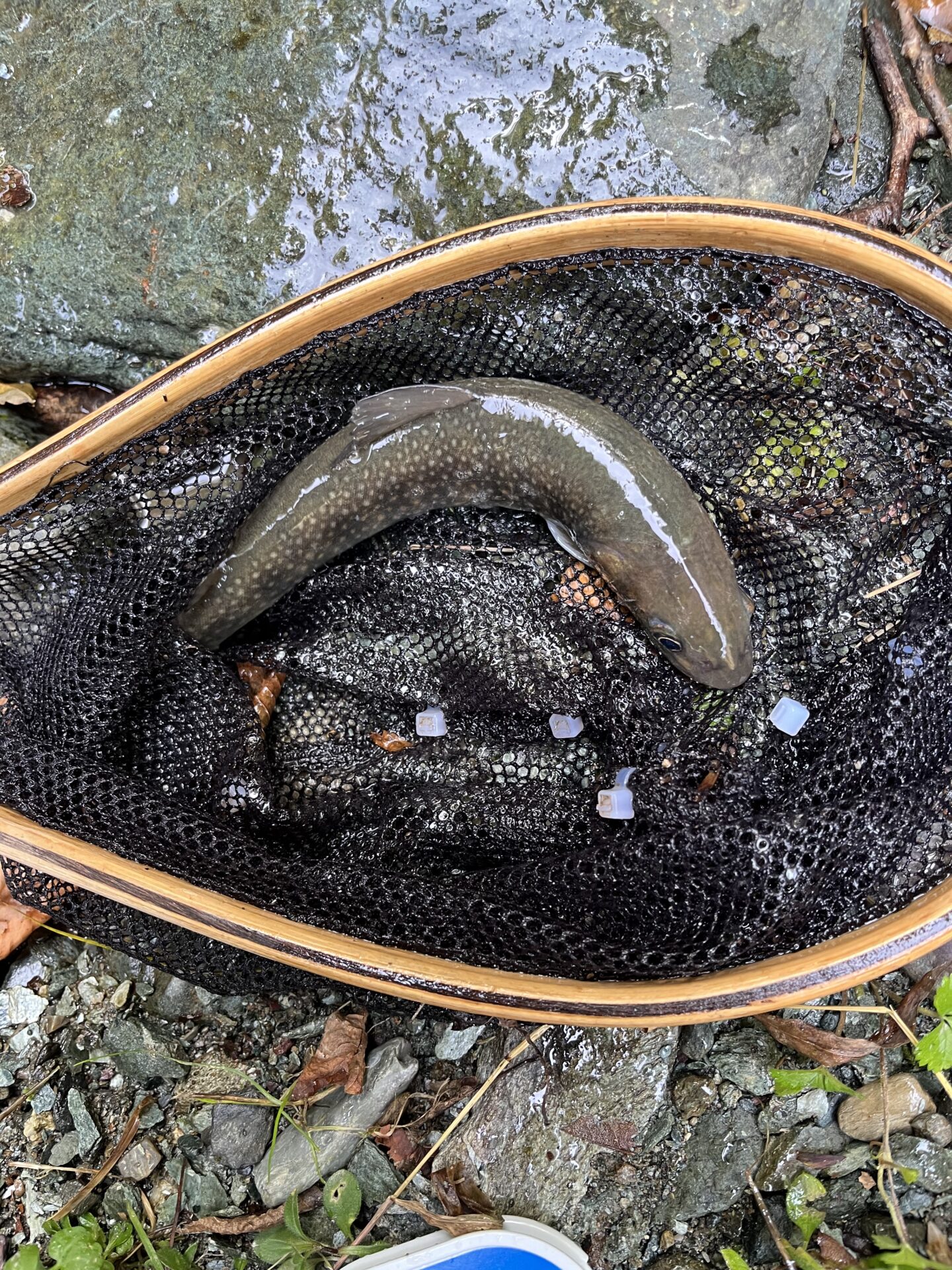 岩魚
赤久縄
2025.10.29
13:08