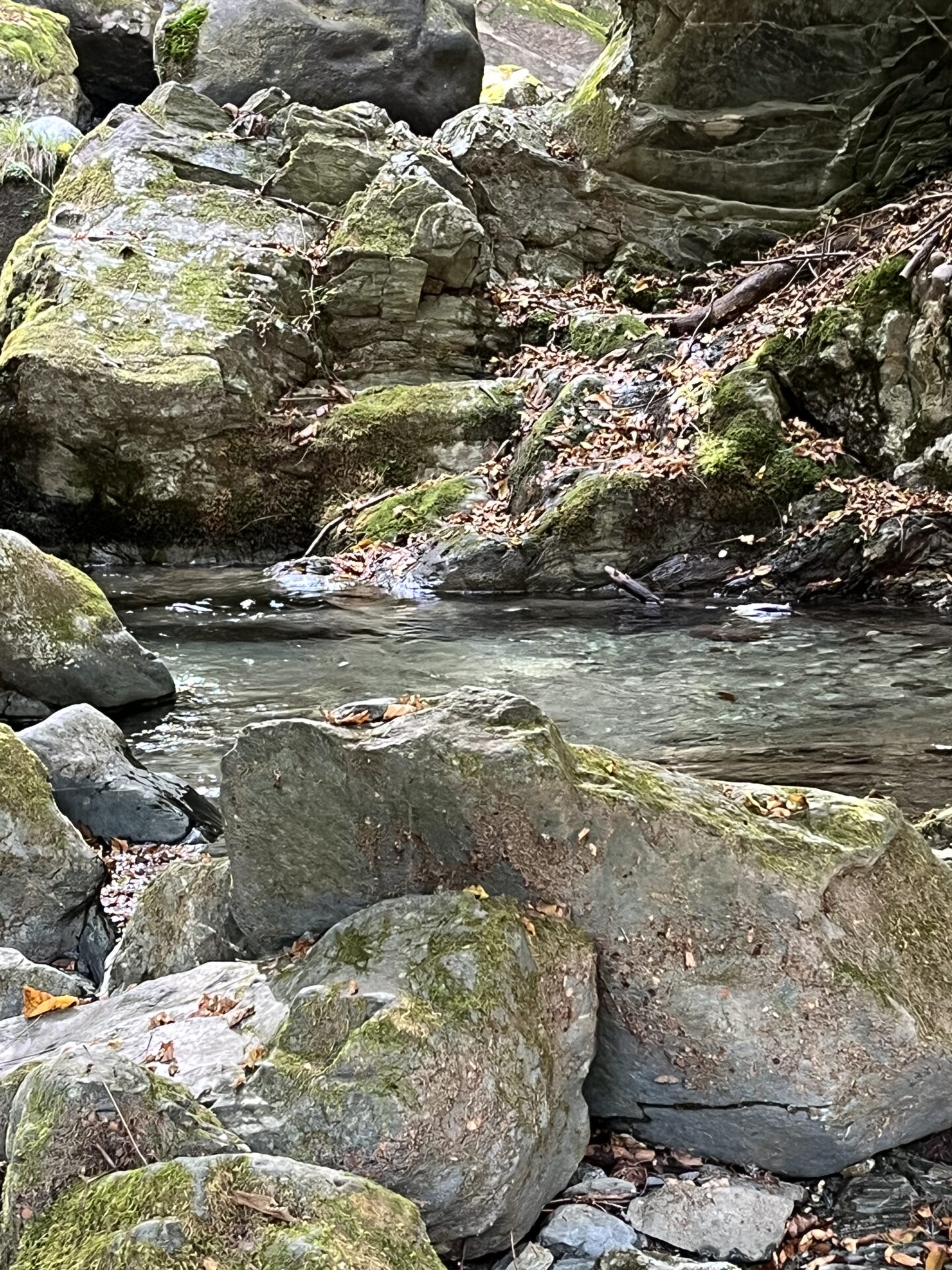 ポイント
岩魚
赤久縄
2025.10.29
13:08