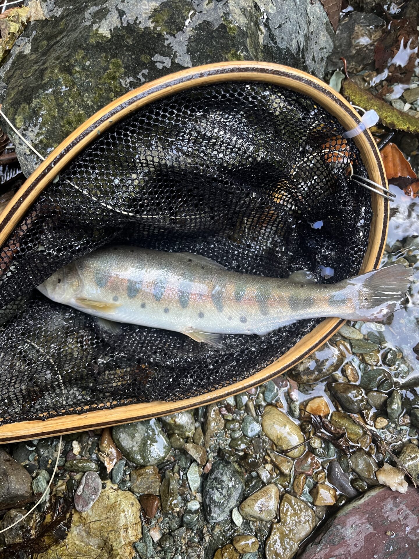 山女魚
赤久縄
2025.10.29
13:18