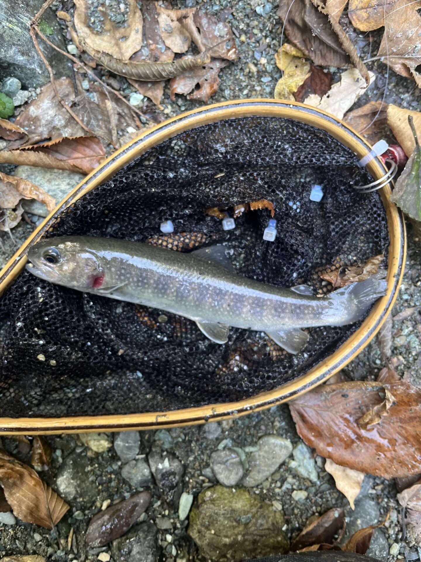 岩魚
赤久縄
2025.10.29
13:28