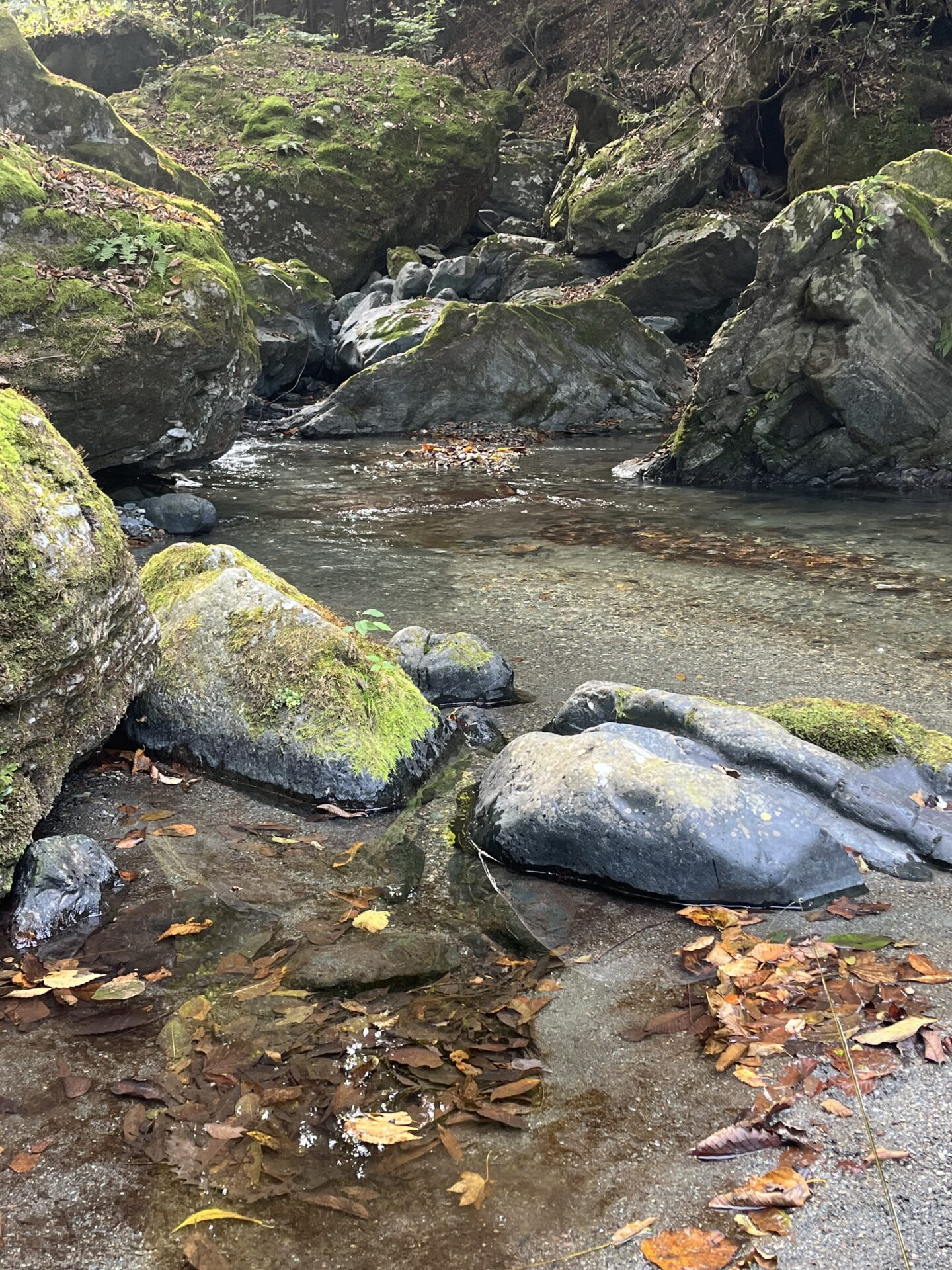 ポイント
山女魚
赤久縄
2025.10.29
13:34