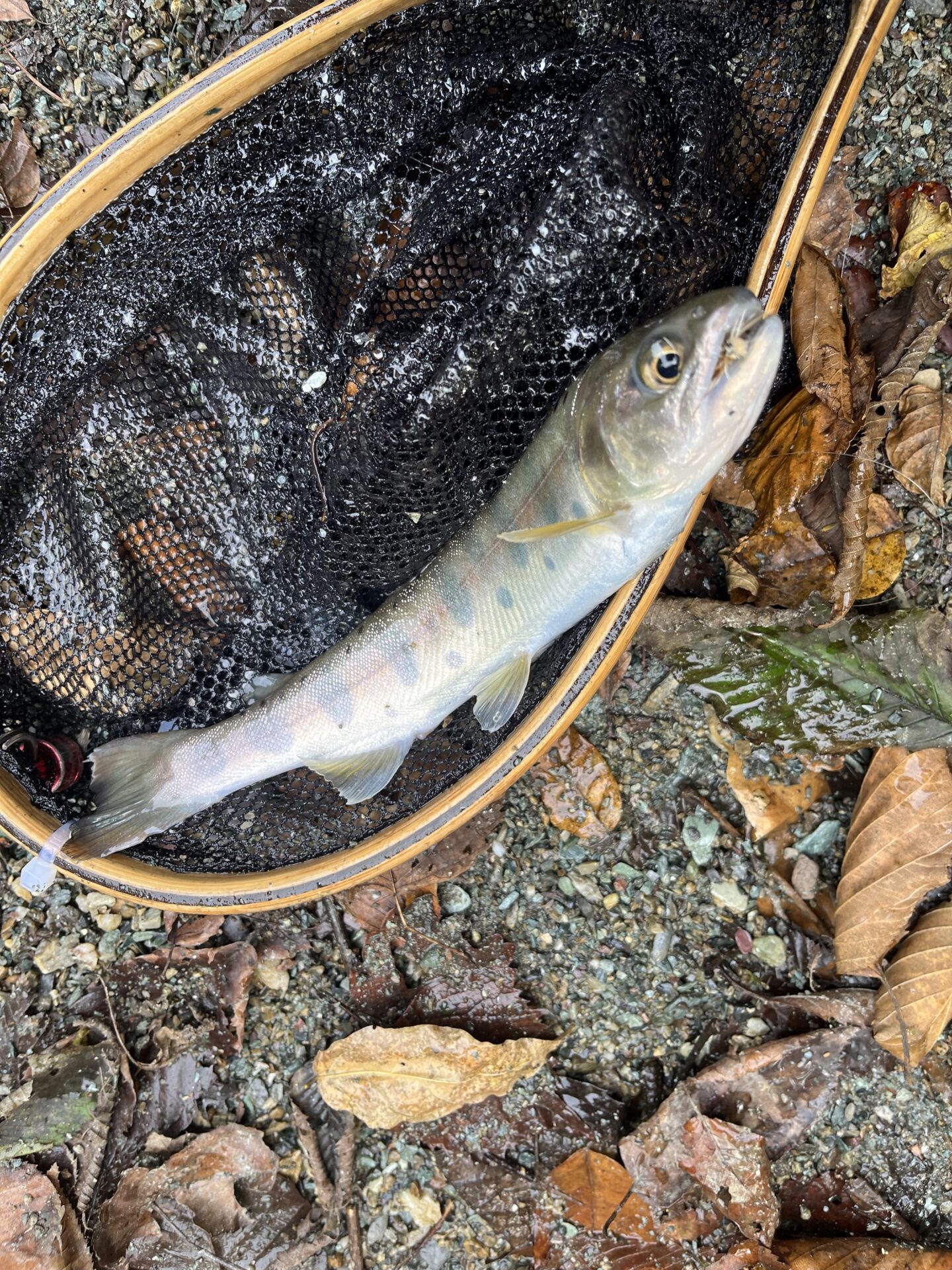 山女魚
赤久縄
2025.10.29
13:38