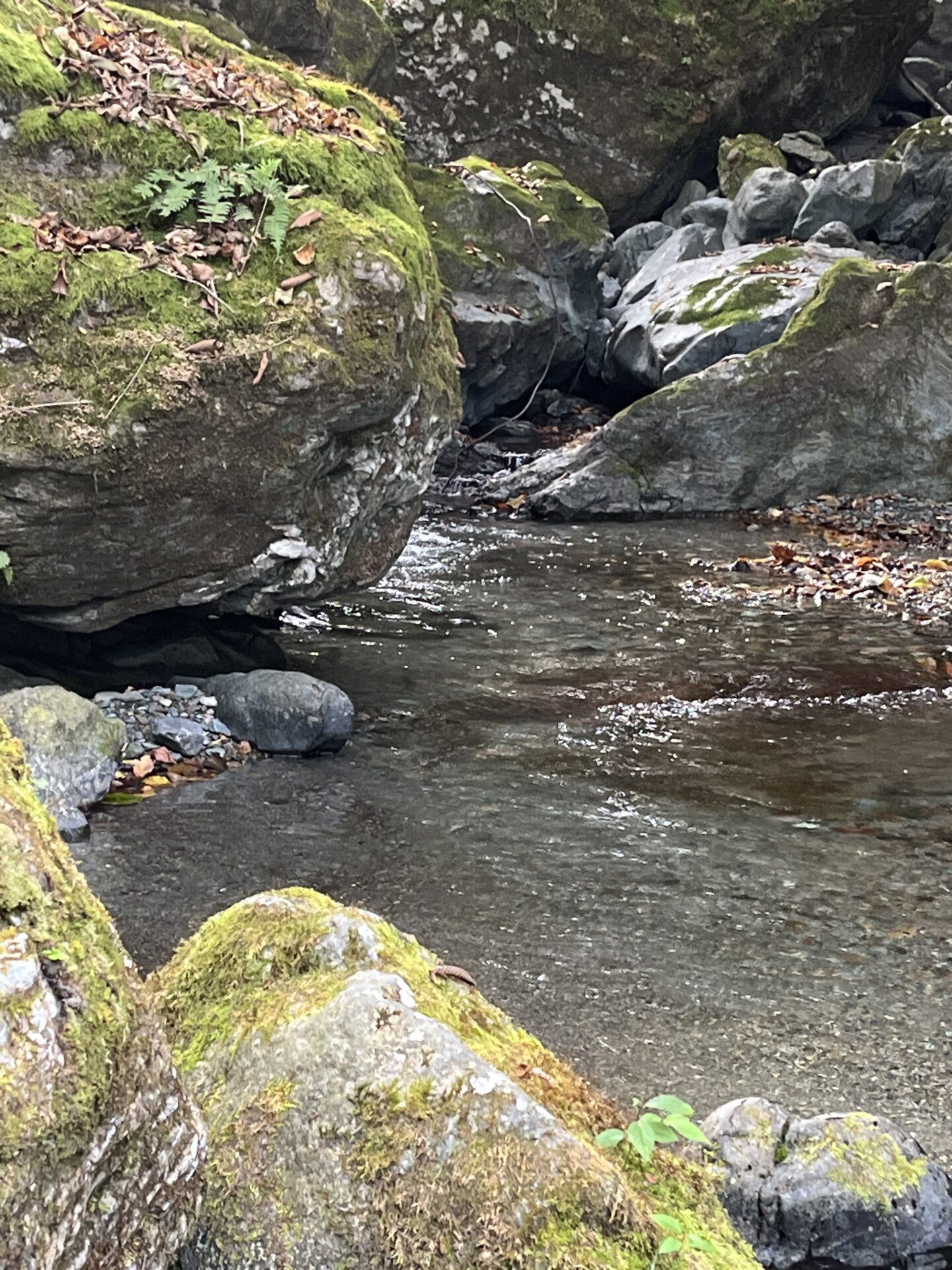 ポイント
山女魚
赤久縄
2025.10.29
13:38