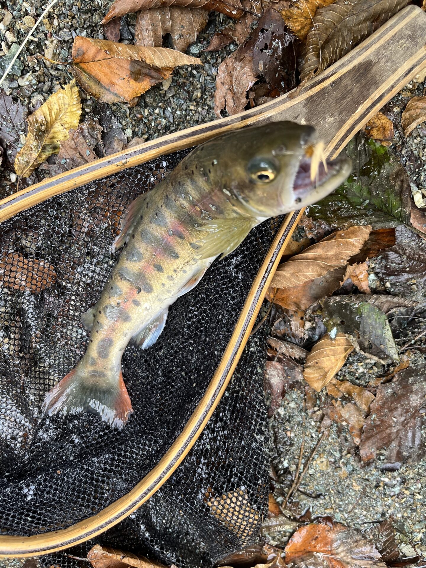 山女魚
赤久縄
2025.10.29
13:45