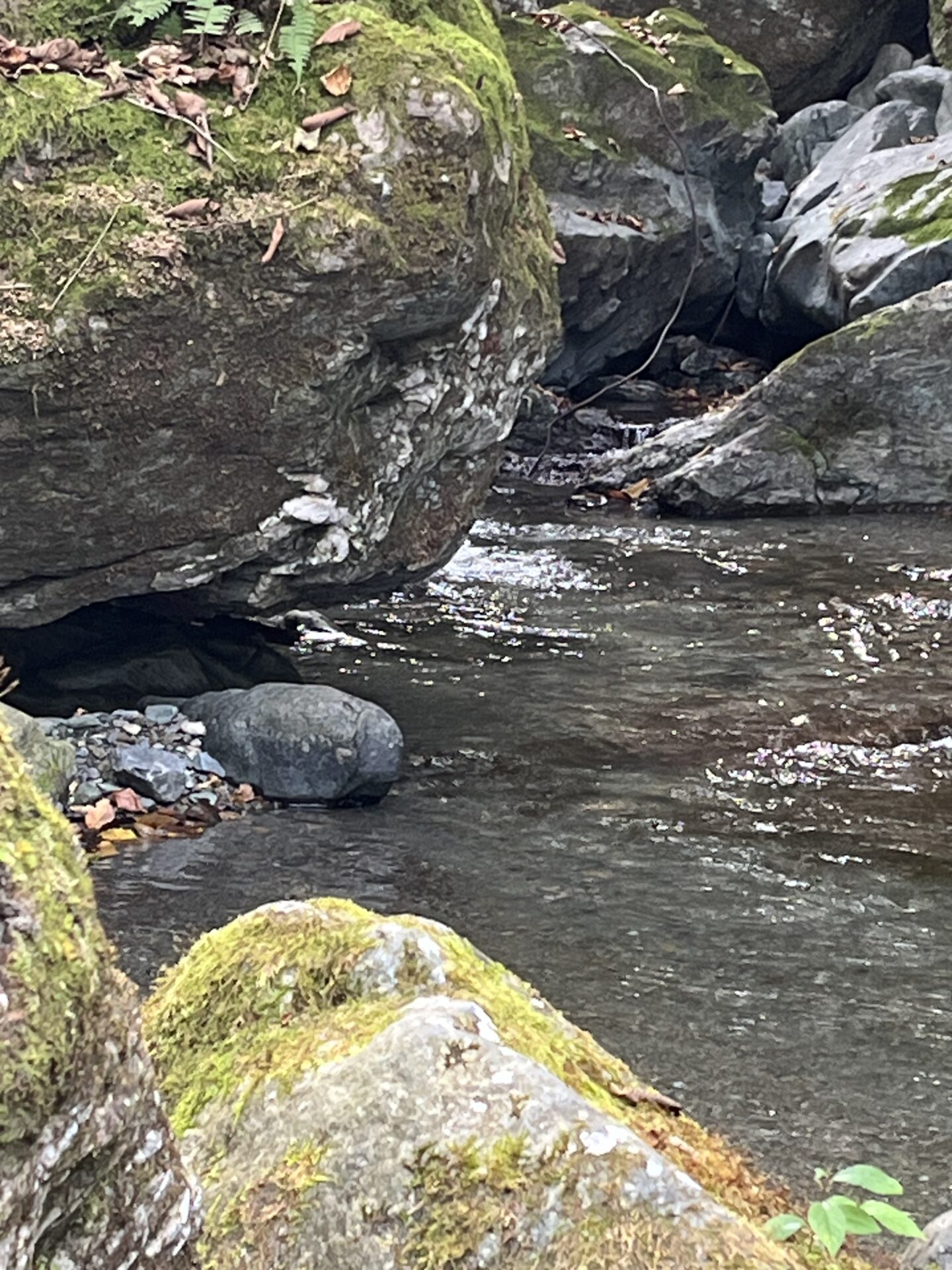 ポイント
山女魚
赤久縄
2025.10.29
13:45