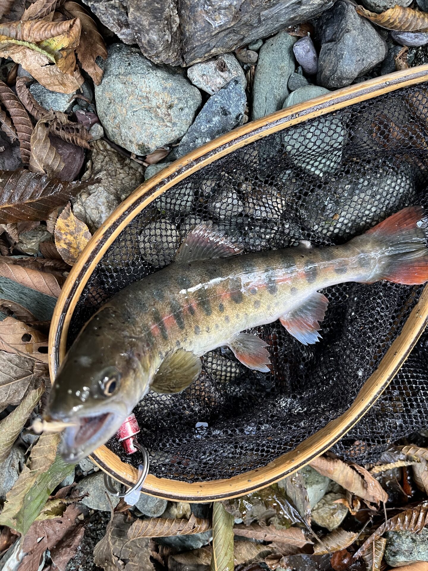 山女魚
赤久縄
2025.10.29
14:01